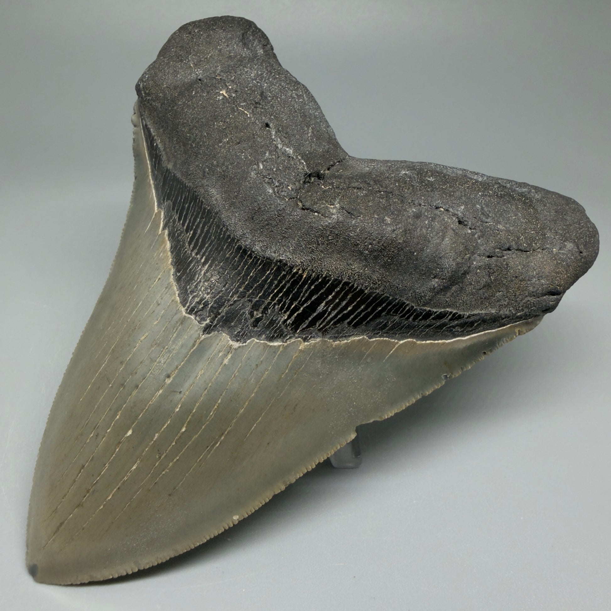 Front Right View Heart-shaped, serrated 5" Authentic Megalodon Tooth – North Carolina Fossil | Carcharocles megalodon CM5479 