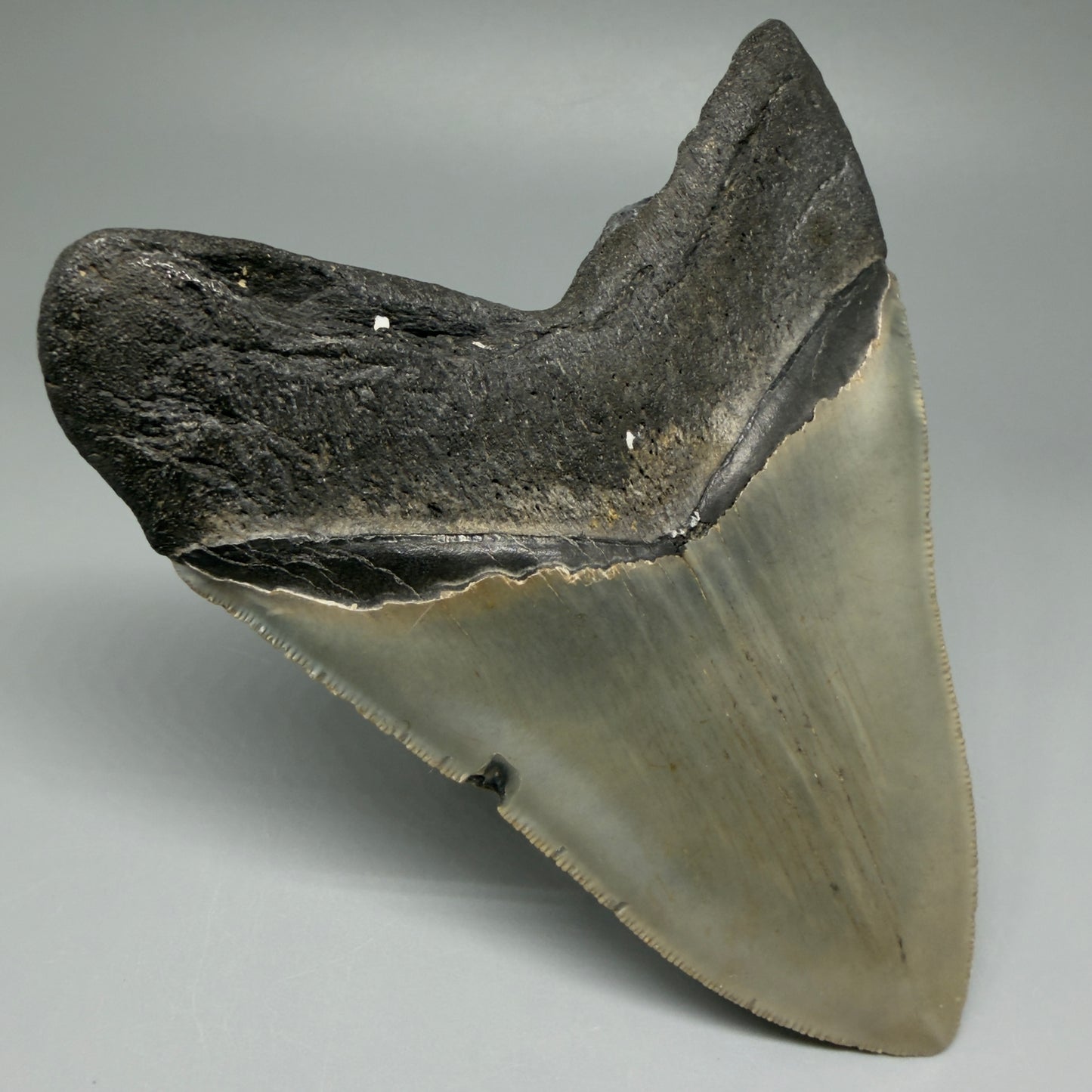 Back Left Heart-shaped, serrated 5" Authentic Megalodon Tooth – North Carolina Fossil | Carcharocles megalodon CM5479 