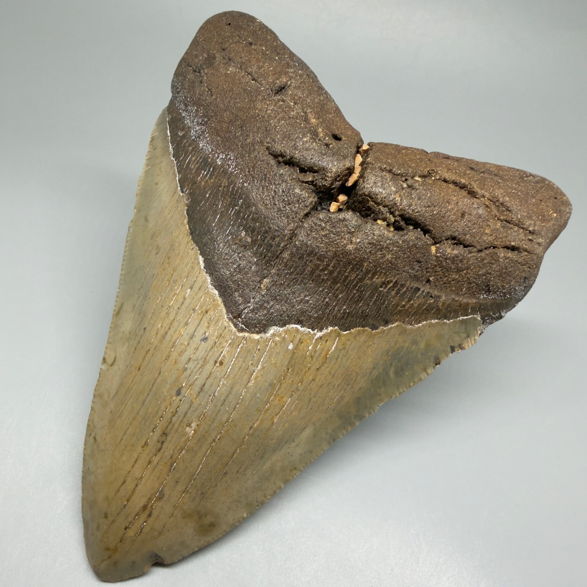 Front Right View Colorful 4.98" Authentic Megalodon Tooth – North Carolina Fossil | Carcharocles megalodon CM5478