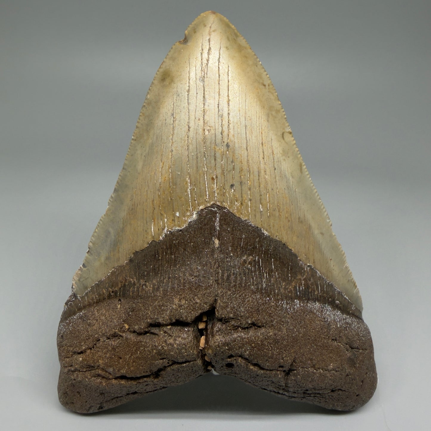 Front View Colorful 4.98" Authentic Megalodon Tooth – North Carolina Fossil | Carcharocles megalodon CM5478 - 1