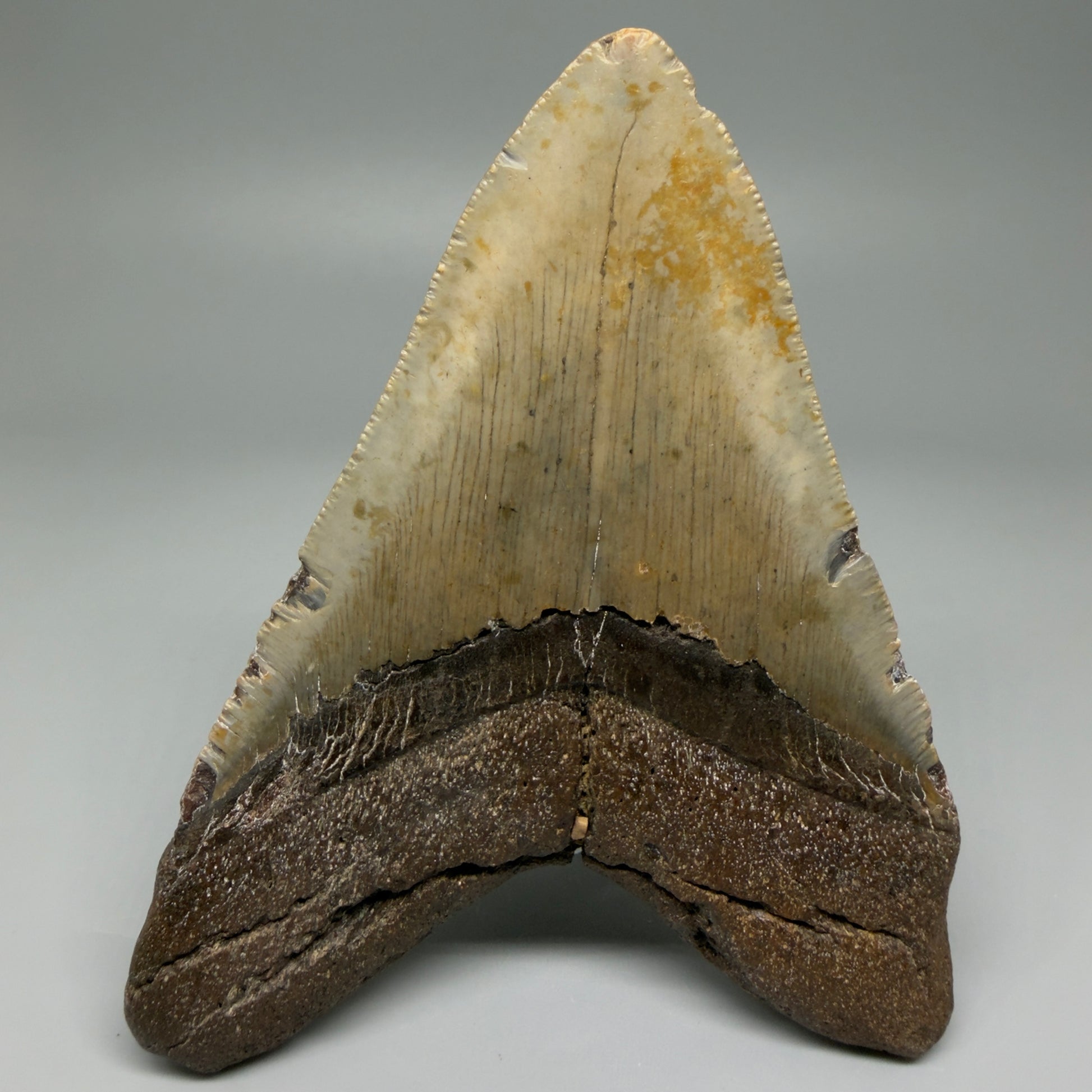 Back View Colorful 4.98" Authentic Megalodon Tooth – North Carolina Fossil | Carcharocles megalodon CM5478