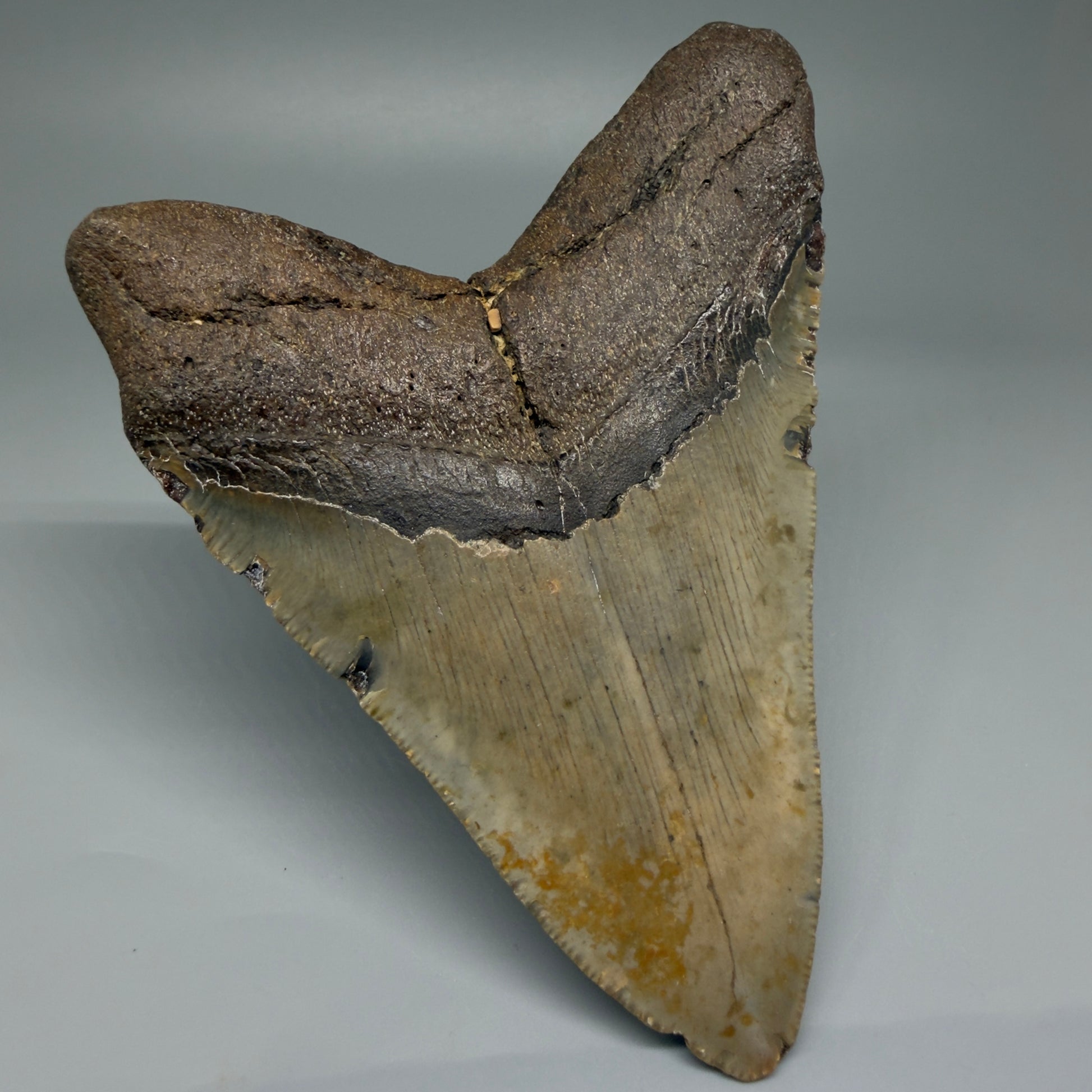 Back Left View Colorful 4.98" Authentic Megalodon Tooth – North Carolina Fossil | Carcharocles megalodon CM5478