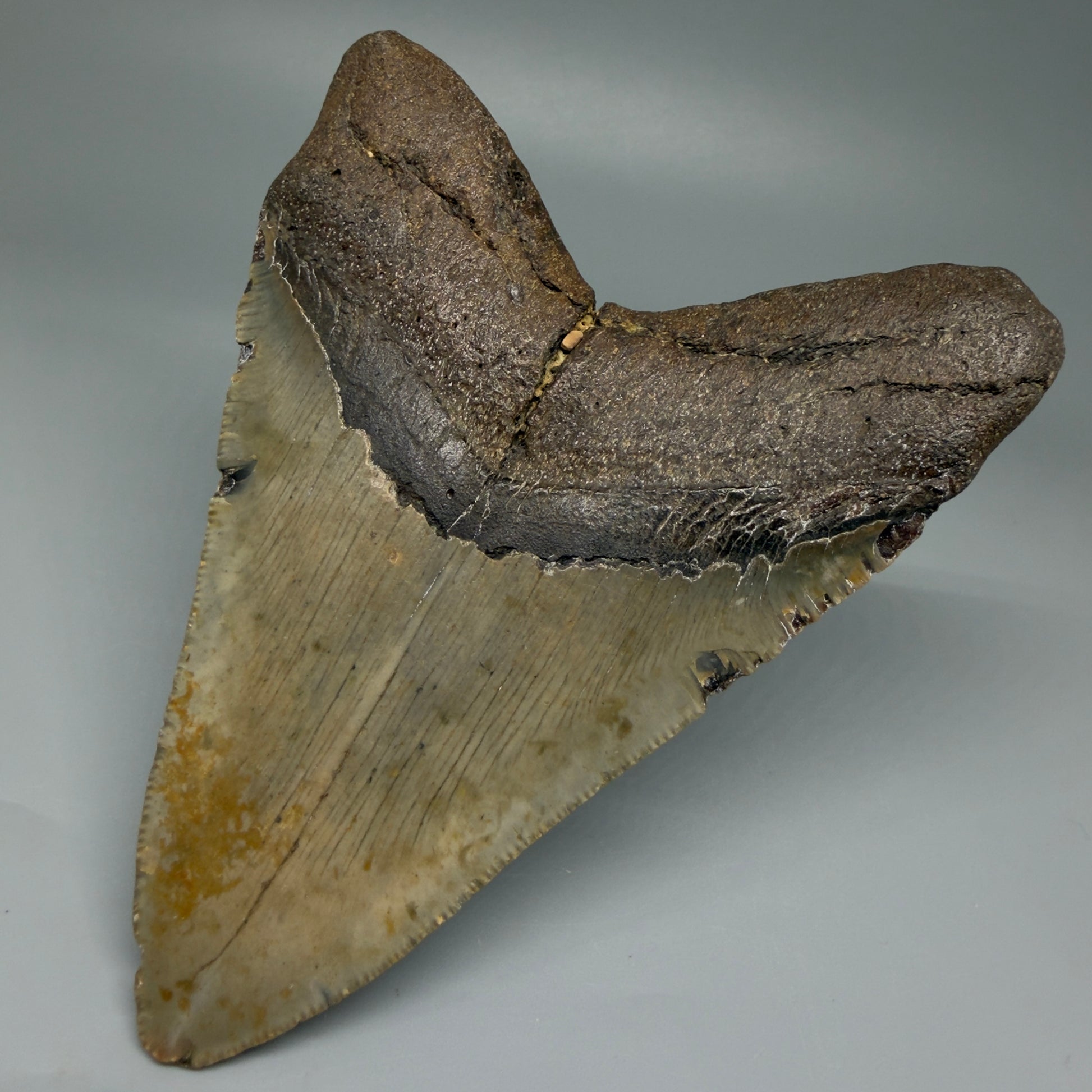 Back Right View Colorful 4.98" Authentic Megalodon Tooth – North Carolina Fossil | Carcharocles megalodon CM5478