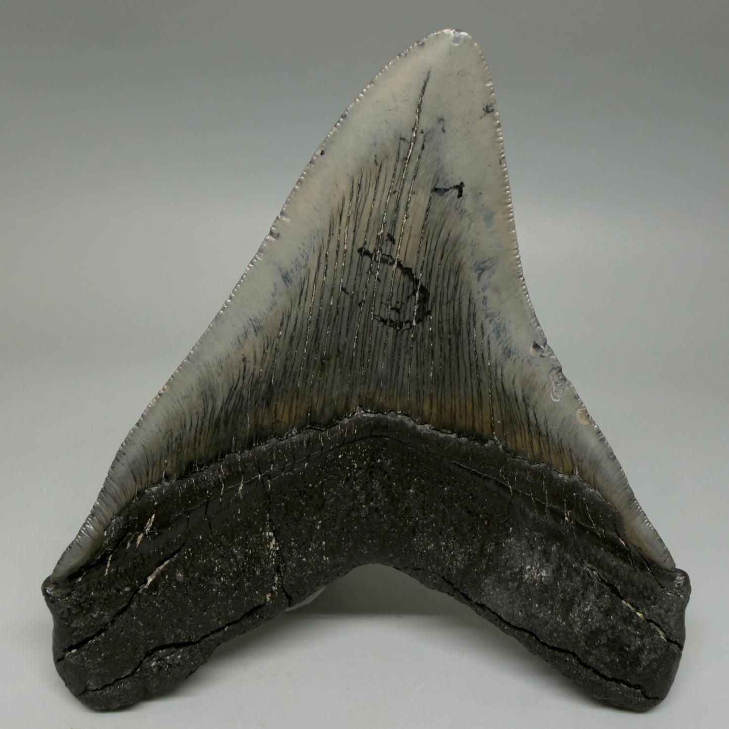 Back View Authentic Serrated 4.91" Megalodon Tooth from South Carolina – Great Shape CM6422