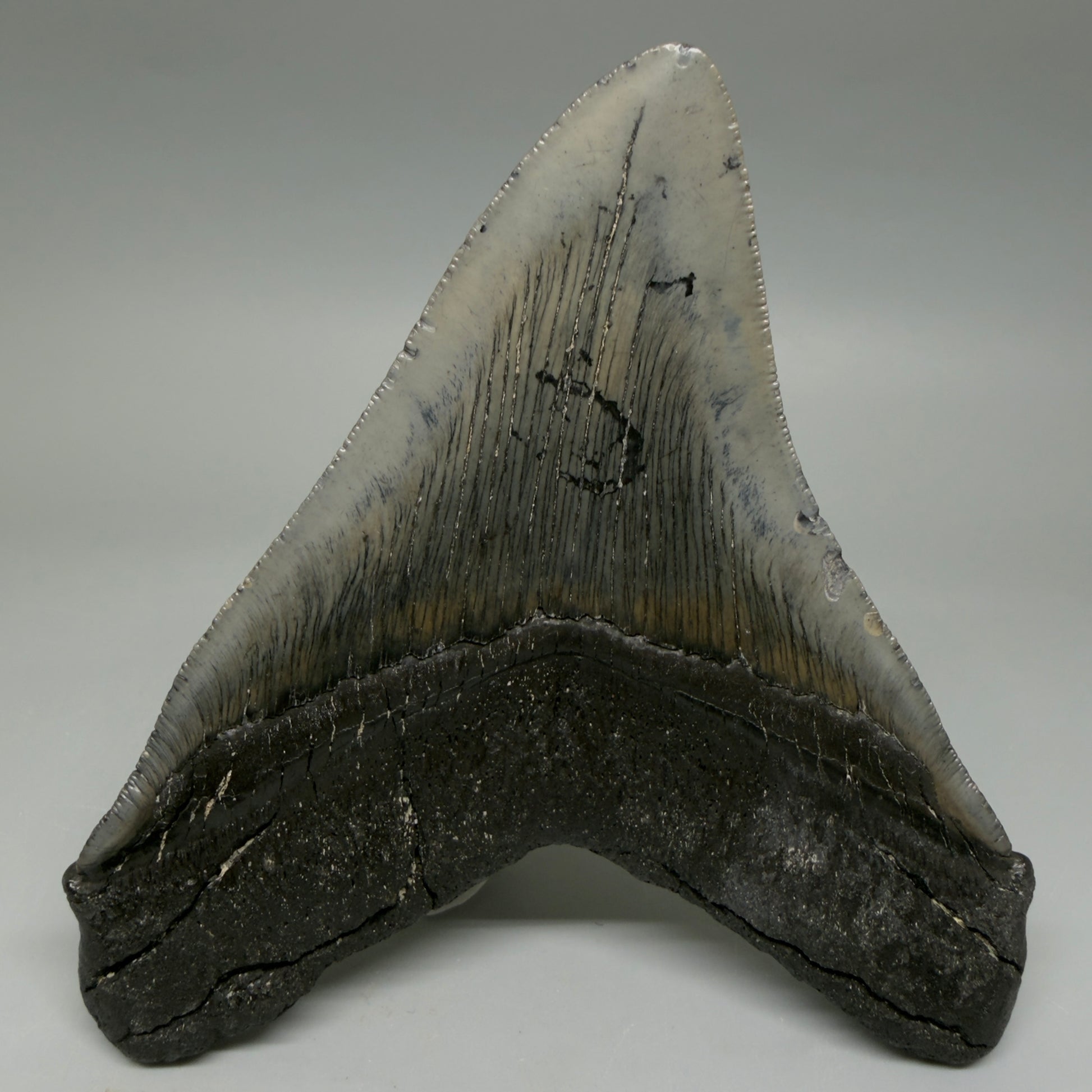 Back View Authentic Serrated 4.91" Megalodon Tooth from South Carolina – Great Shape CM6422