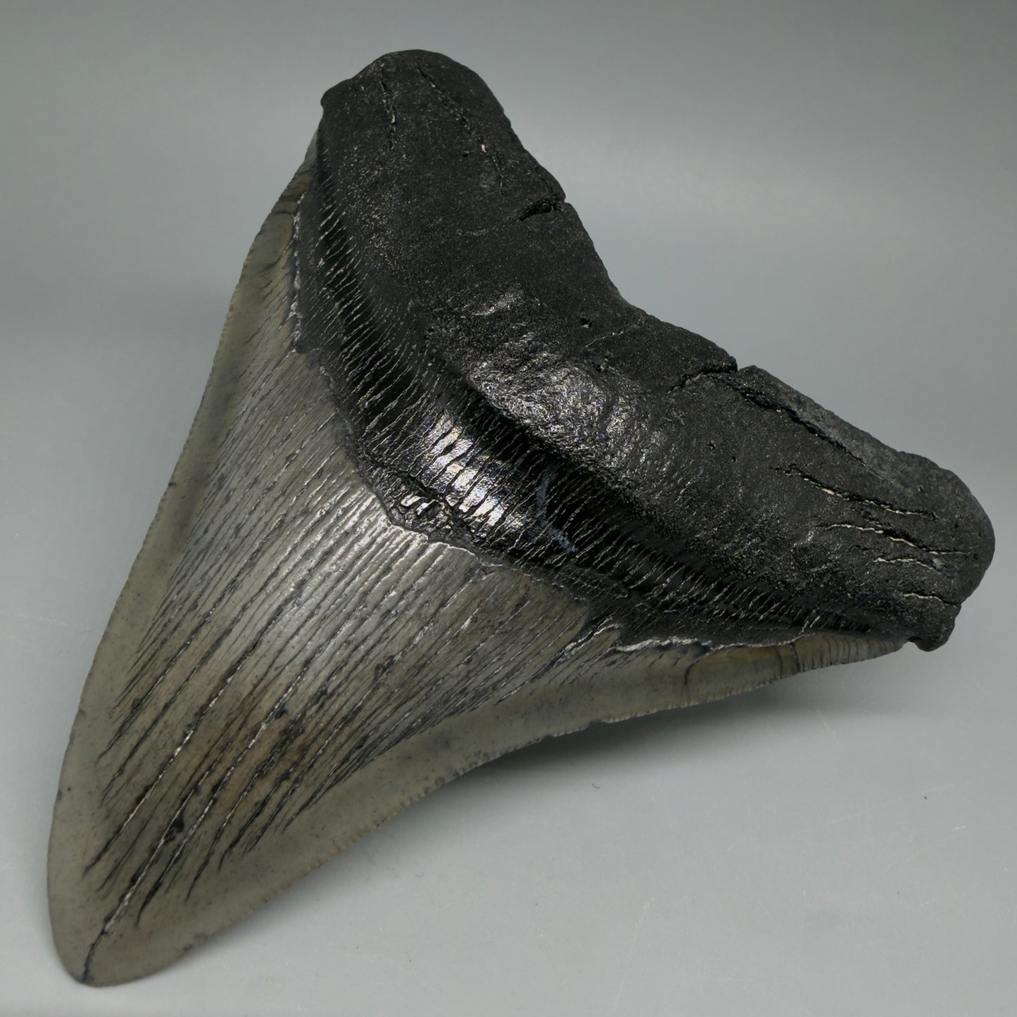 Front Right View Authentic Serrated 4.91" Megalodon Tooth from South Carolina – Great Shape CM6422