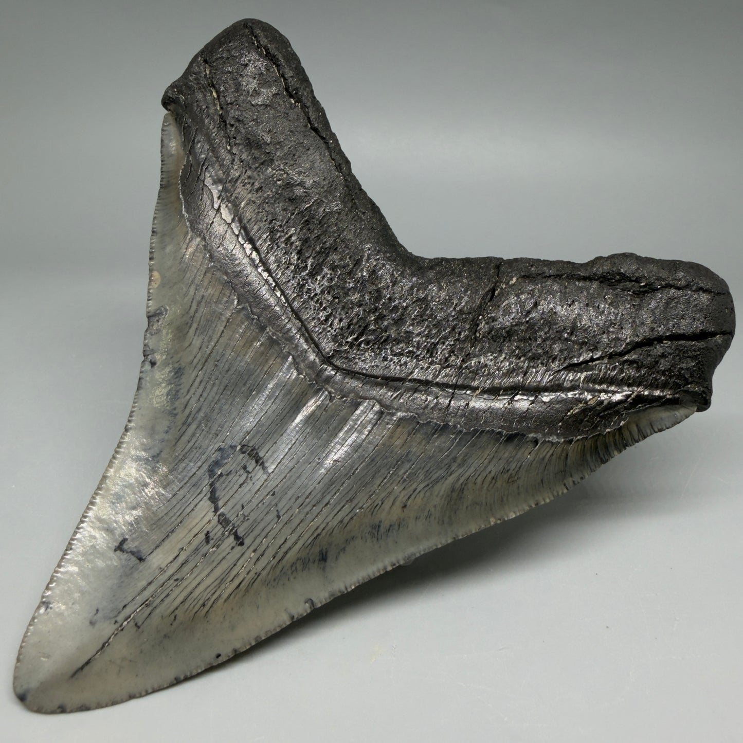 Back Right View Authentic Serrated 4.91" Megalodon Tooth from South Carolina – Great Shape CM6422