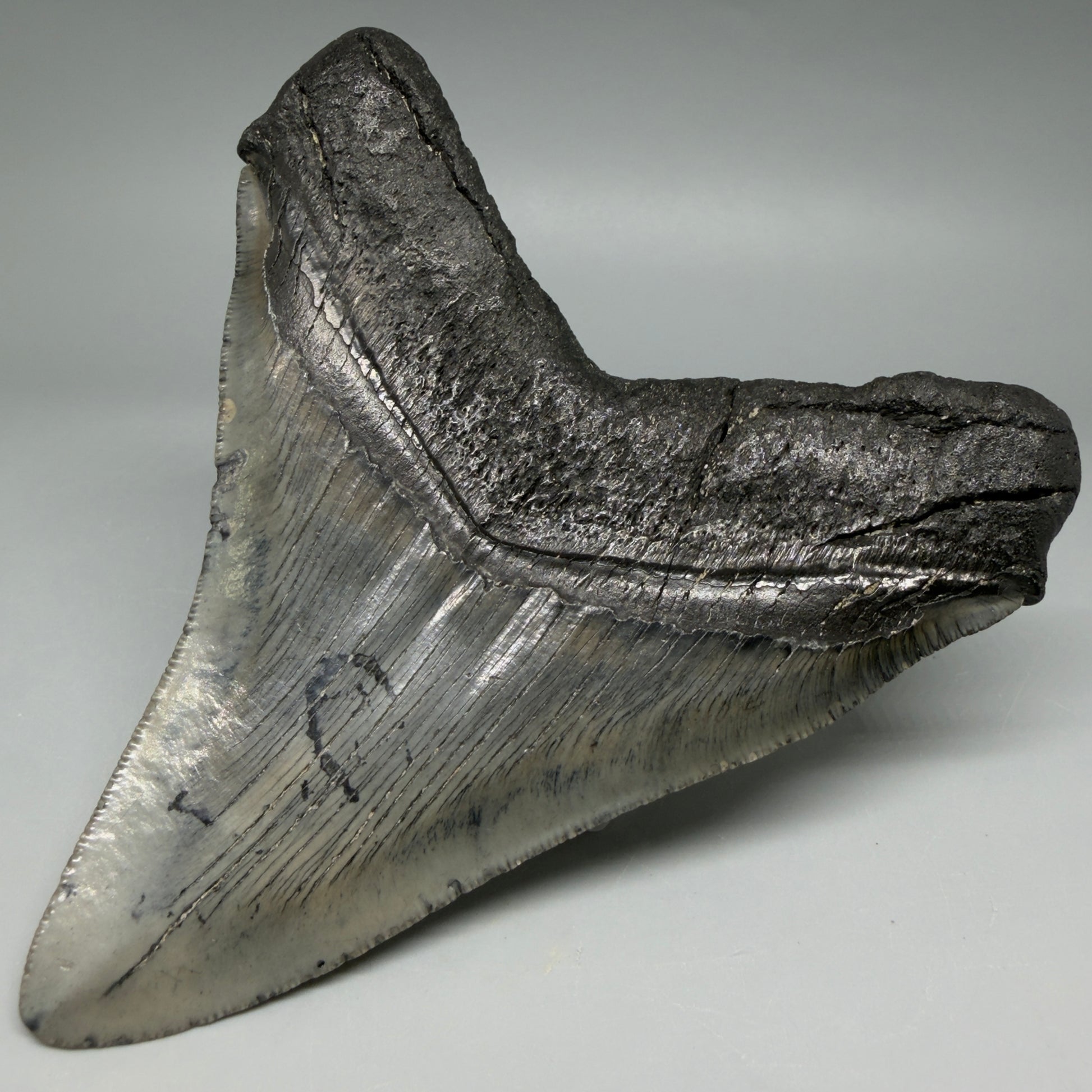 Back Right View Authentic Serrated 4.91" Megalodon Tooth from South Carolina – Great Shape CM6422