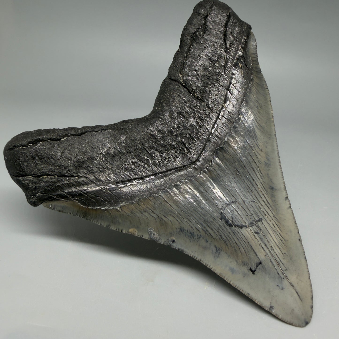 Back Left View Authentic Serrated 4.91" Megalodon Tooth from South Carolina – Great Shape CM6422