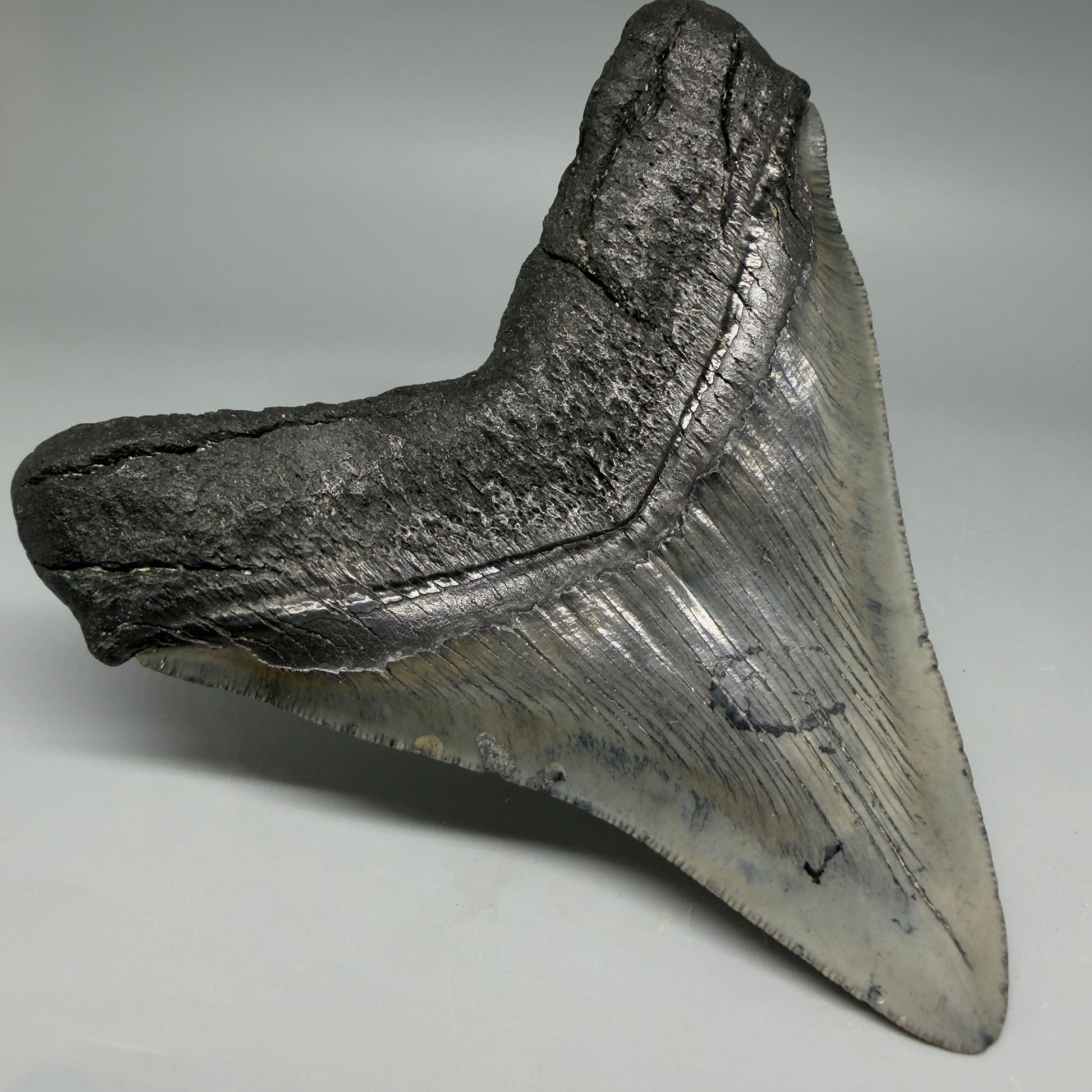 Back Left View Authentic Serrated 4.91" Megalodon Tooth from South Carolina – Great Shape CM6422