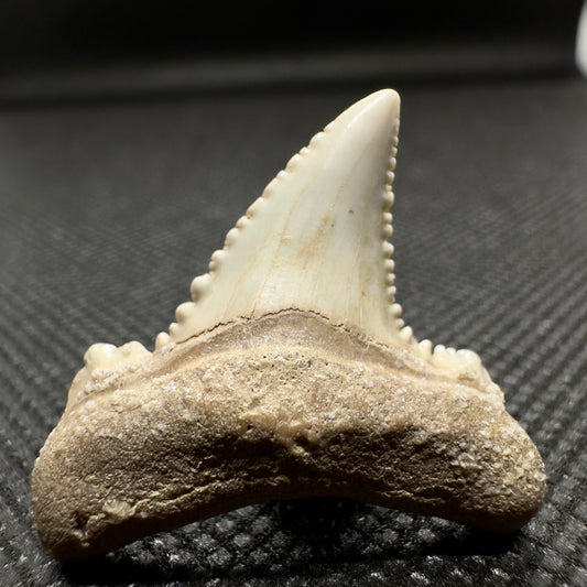 Serrated 1.21 inches Carcharocles auriculatus from Kazakhstan AU351 front