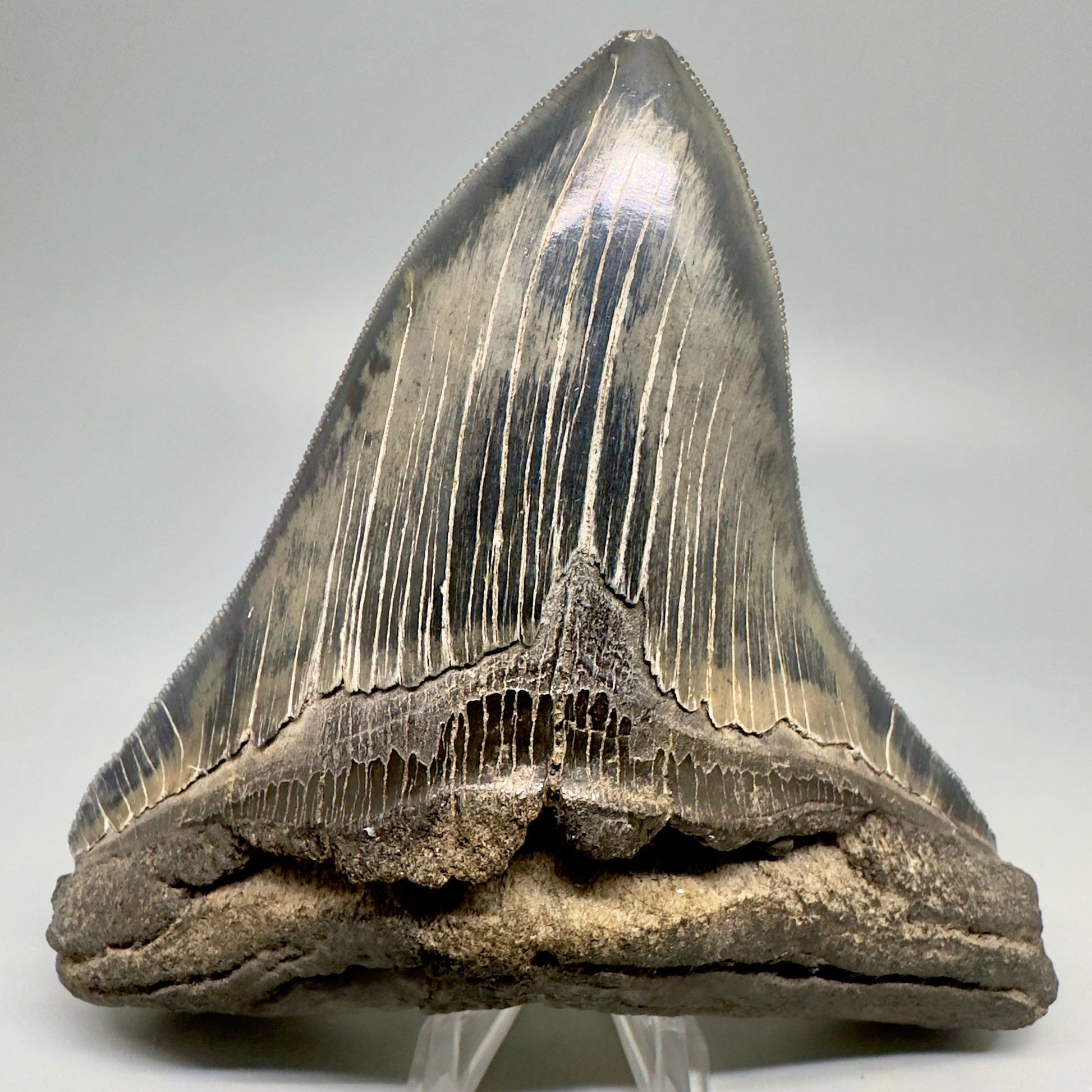 Colorful, sharply serrated 5.23" Fossil Megalodon Shark Tooth from South Carolina CM5037 - Front1