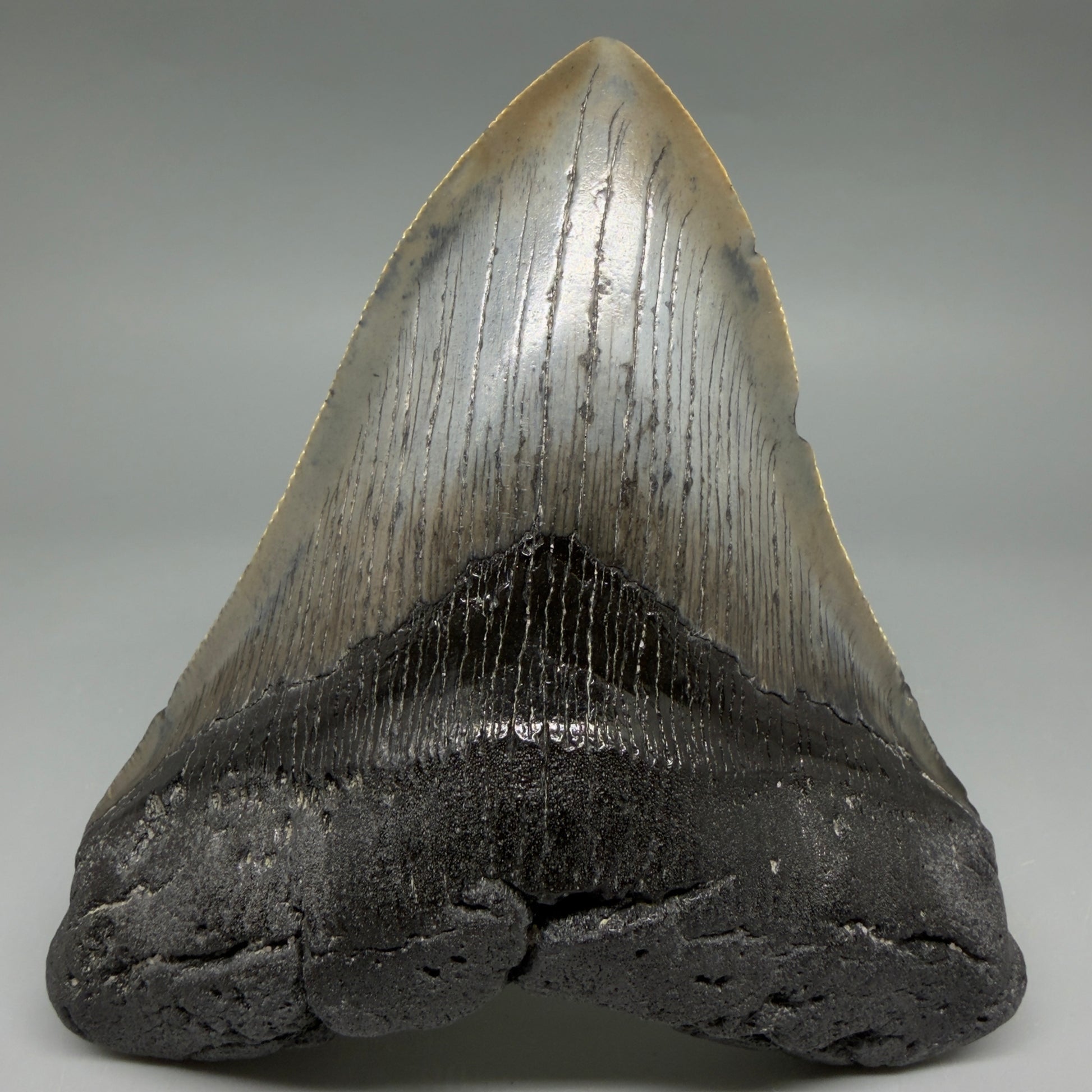 Front View Authentic Serrated 4.57" Megalodon Tooth from South Carolina – Great Shape CM6421 - 3