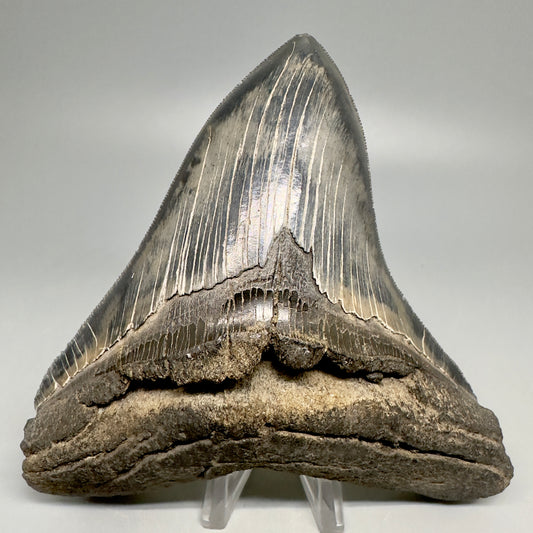 Colorful, sharply serrated 5.23" Fossil Megalodon Shark Tooth from South Carolina CM5037 - Front