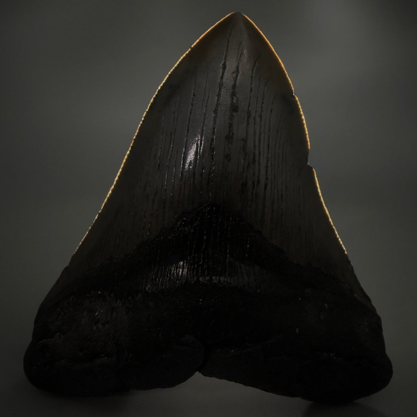 Front View Authentic Serrated 4.57" Megalodon Tooth from South Carolina – Great Shape CM6421 - 2