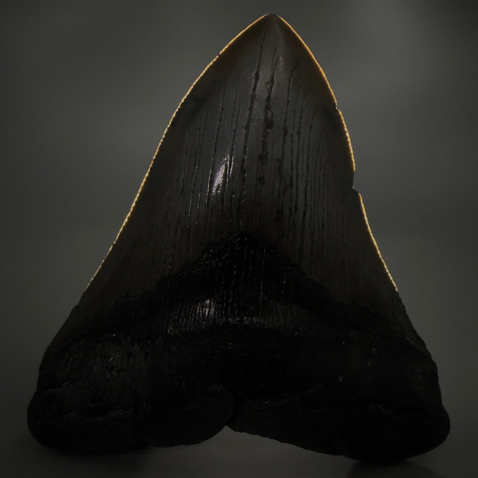 Front View Authentic Serrated 4.57" Megalodon Tooth from South Carolina – Great Shape CM6421 - 2