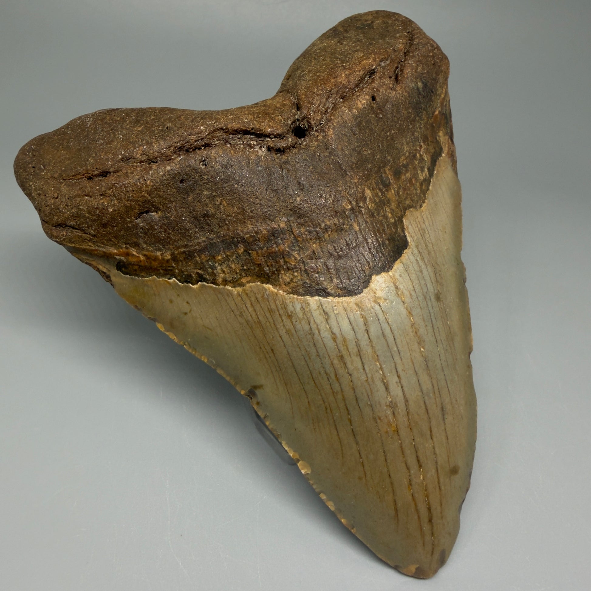 Front Left View Colorful 4.95" Authentic Megalodon Tooth – North Carolina Fossil | Carcharocles megalodon CM5476 