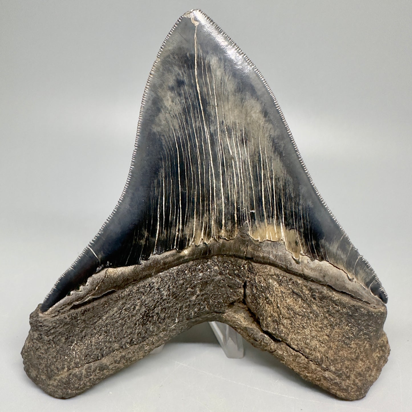 Colorful, sharply serrated 5.23" Fossil Megalodon Shark Tooth from South Carolina CM5037 - Back 