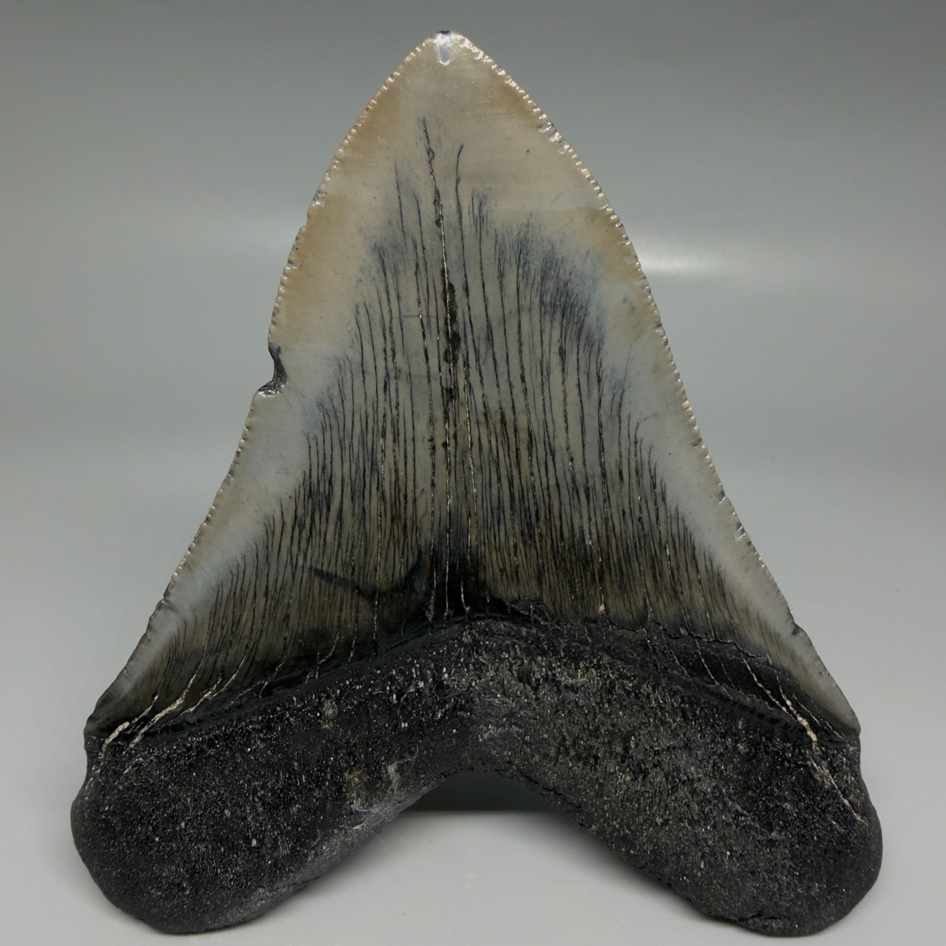 Back View Authentic Serrated 4.57" Megalodon Tooth from South Carolina – Great Shape CM6421