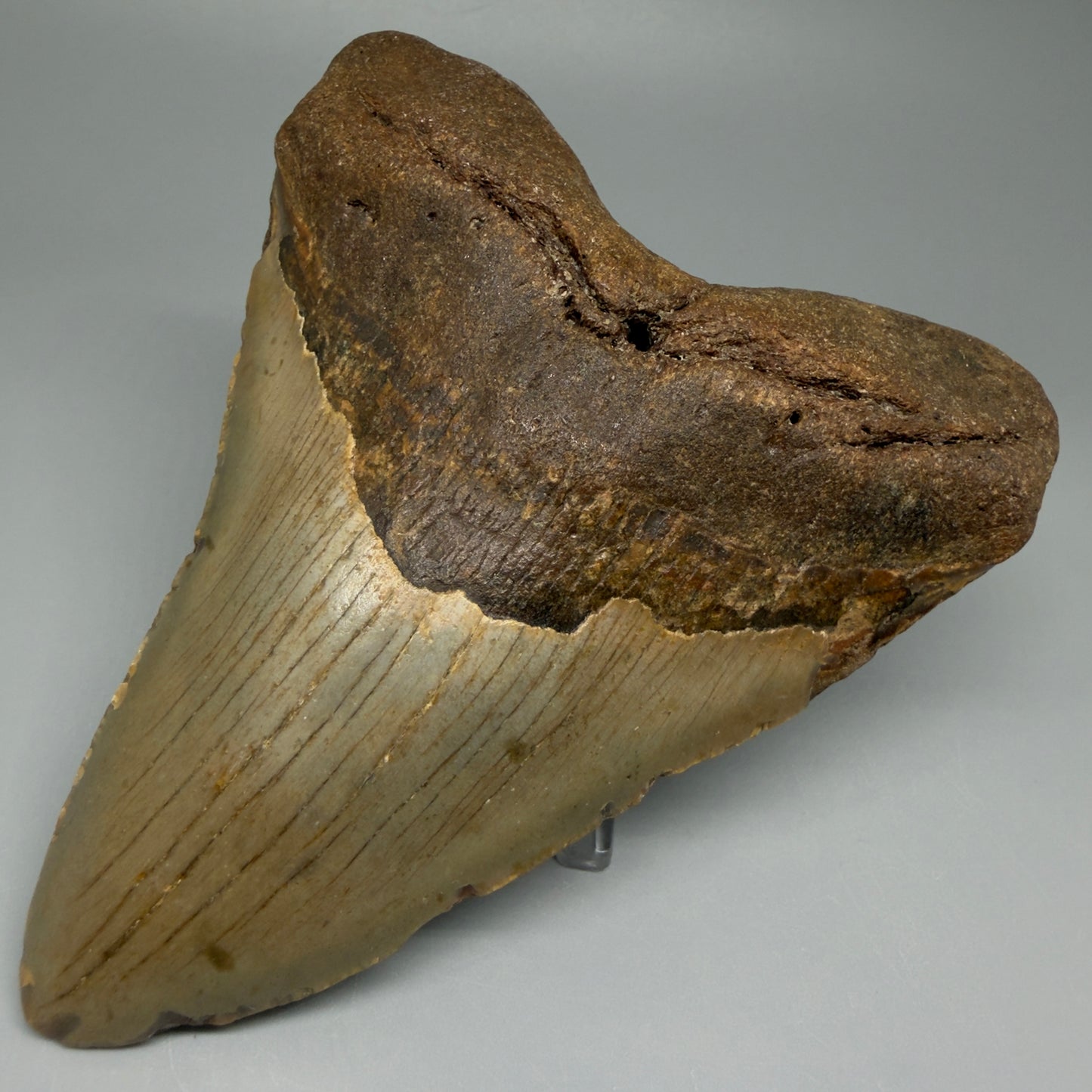 Front Right View Colorful 4.95" Authentic Megalodon Tooth – North Carolina Fossil | Carcharocles megalodon CM5476 