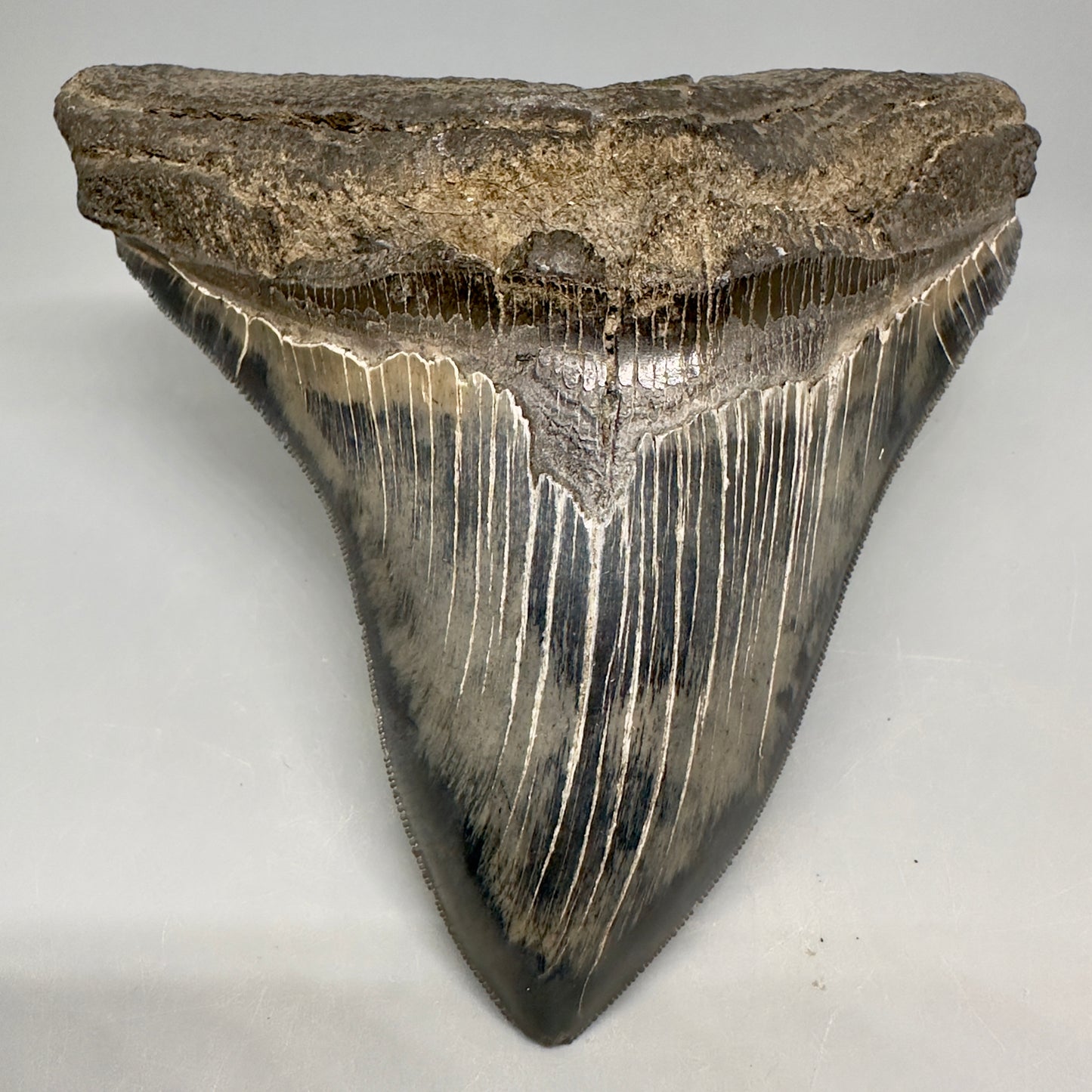 Colorful, sharply serrated 5.23" Fossil Megalodon Shark Tooth from South Carolina CM5037 - Front2