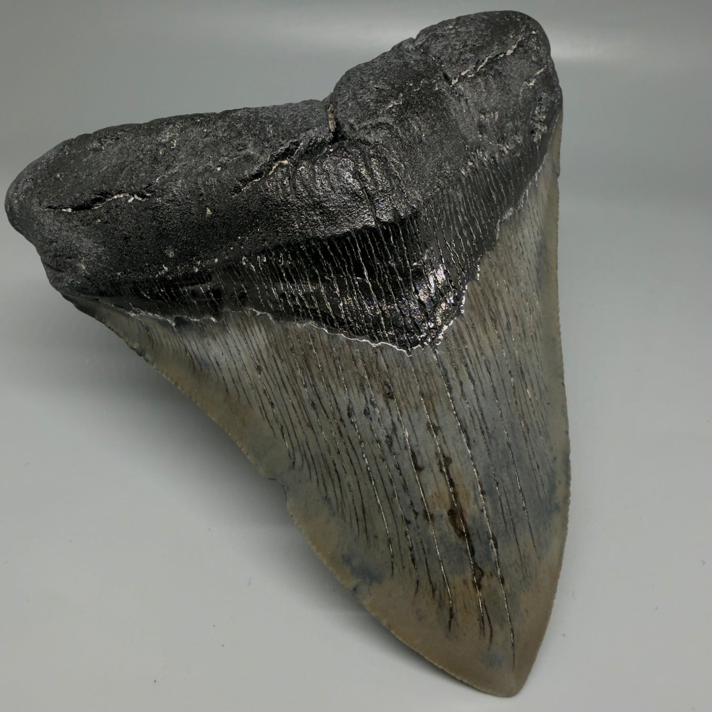 Front Left View Authentic Serrated 4.57" Megalodon Tooth from South Carolina – Great Shape CM6421