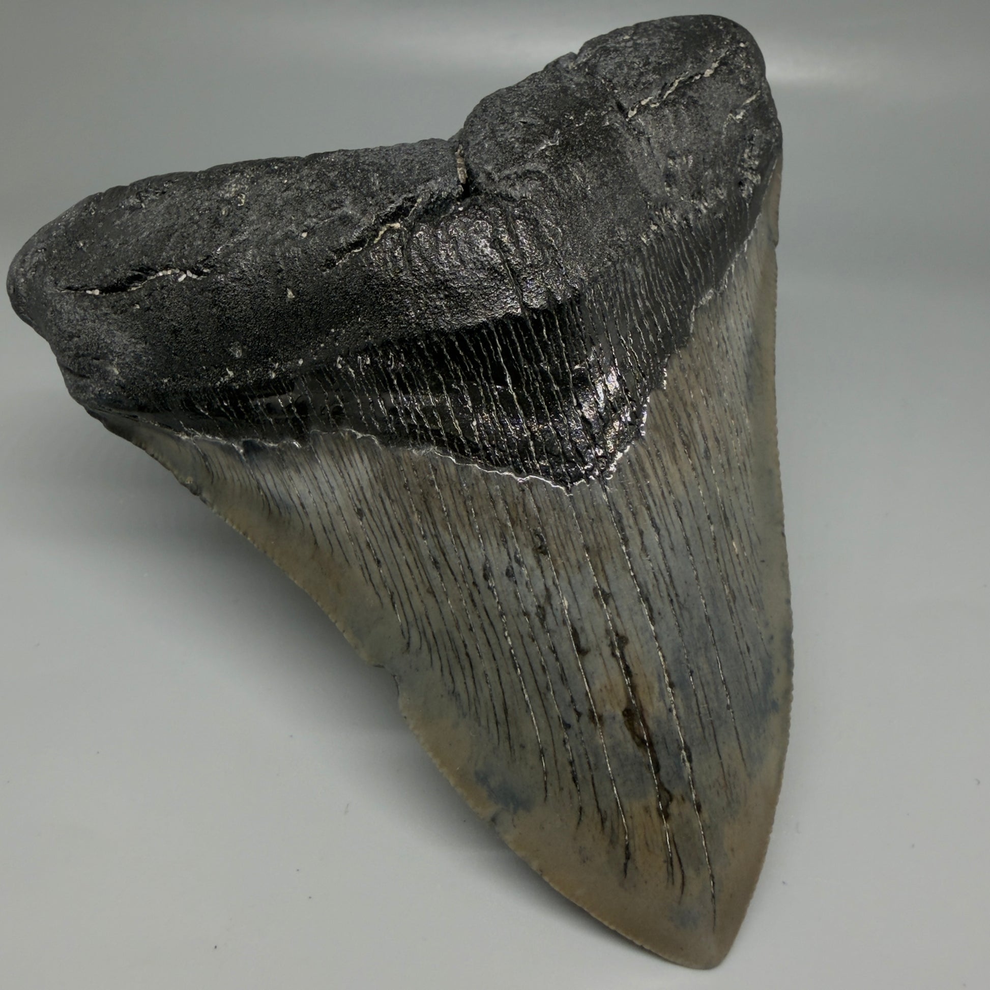 Front Left View Authentic Serrated 4.57" Megalodon Tooth from South Carolina – Great Shape CM6421