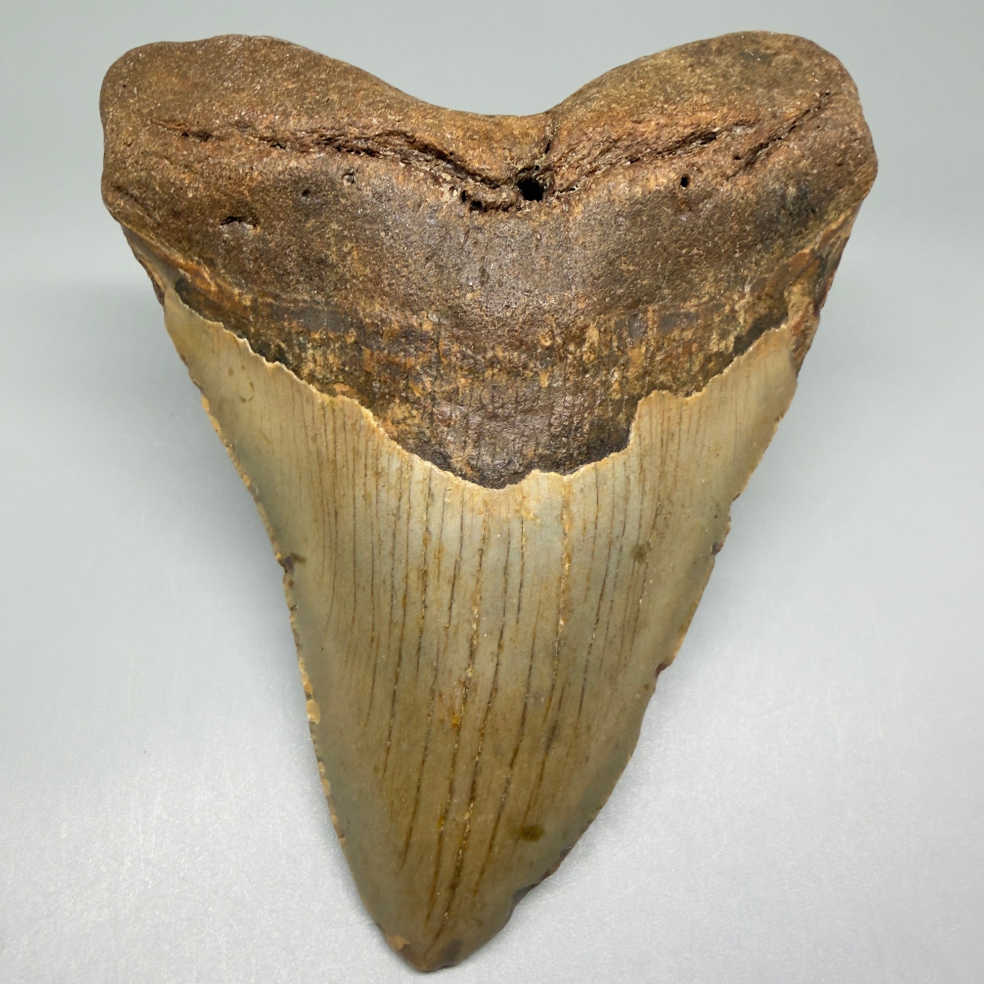 Front View Colorful 4.95" Authentic Megalodon Tooth – North Carolina Fossil | Carcharocles megalodon CM5476 - 1
