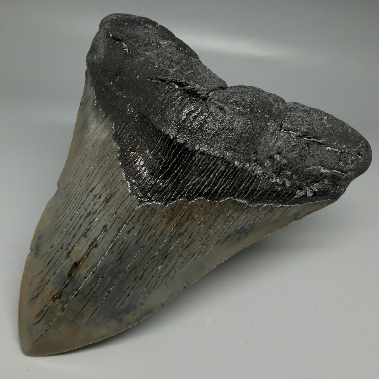 Front Right View Authentic Serrated 4.57" Megalodon Tooth from South Carolina – Great Shape CM6421