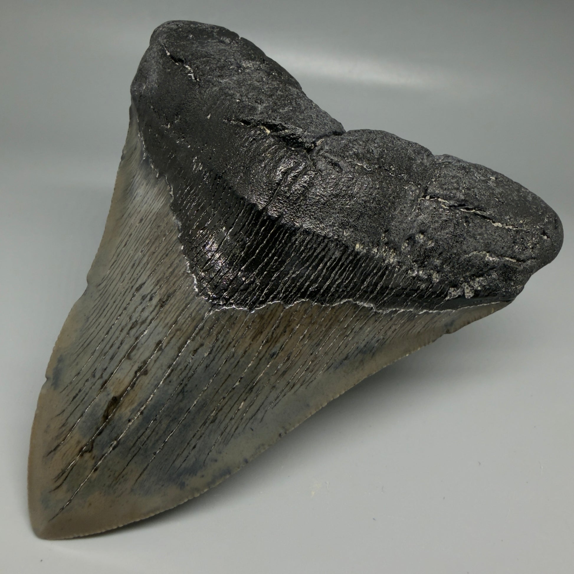 Front Right View Authentic Serrated 4.57" Megalodon Tooth from South Carolina – Great Shape CM6421