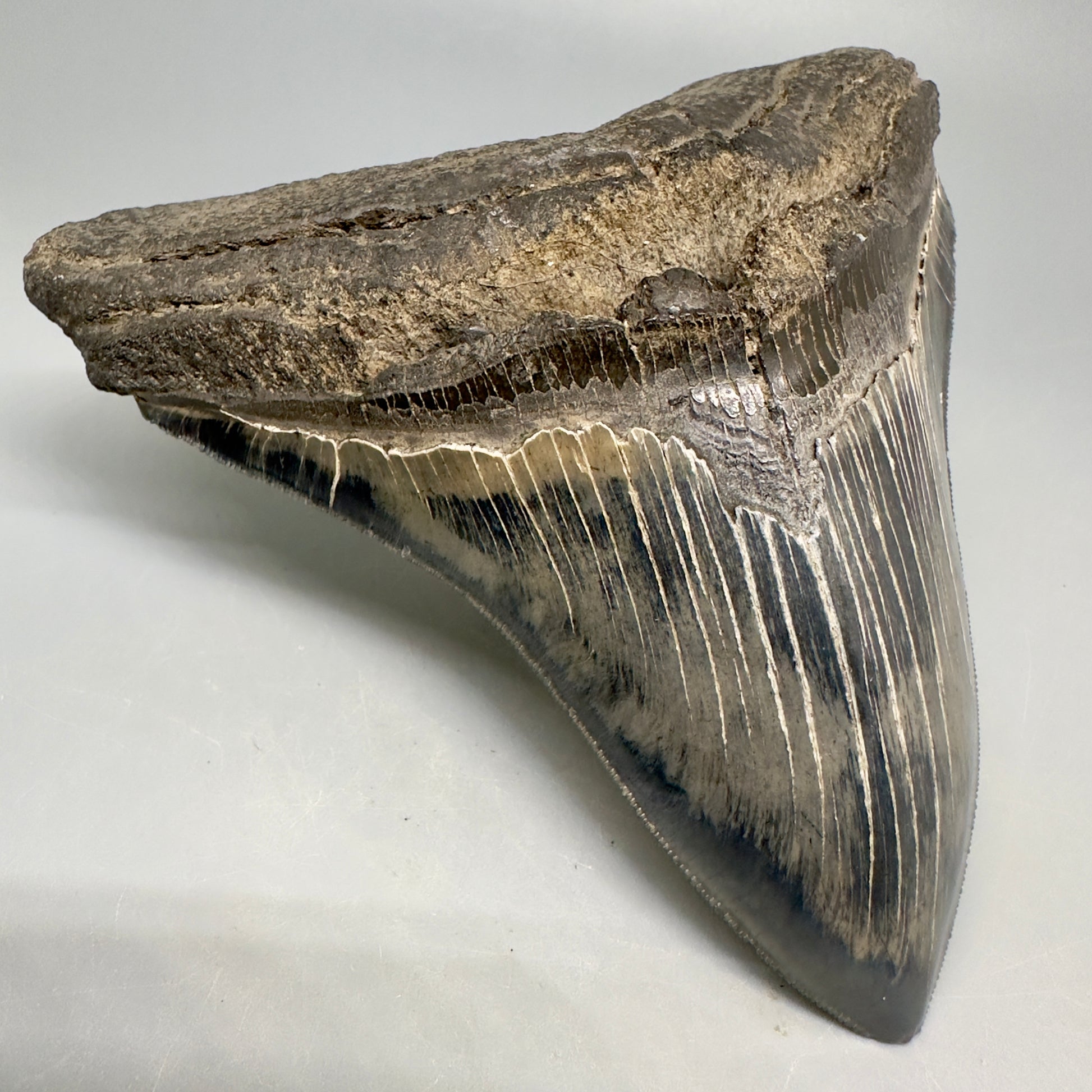 Colorful, sharply serrated 5.23" Fossil Megalodon Shark Tooth from South Carolina CM5037 - Front Left