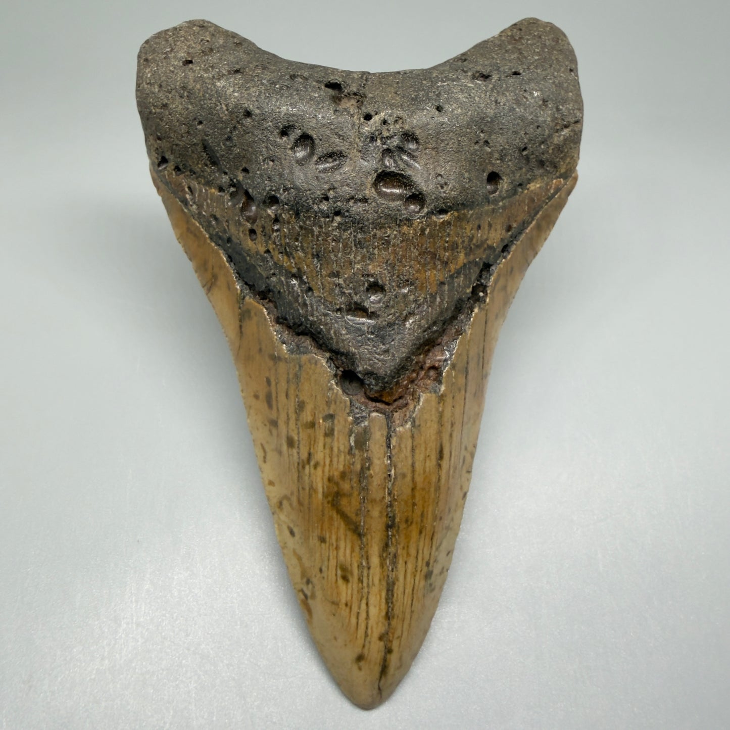 Front View Colorful Large Lower 5.02" Fossil Megalodon Tooth - Wilmington North Carolina CM5477 - 1