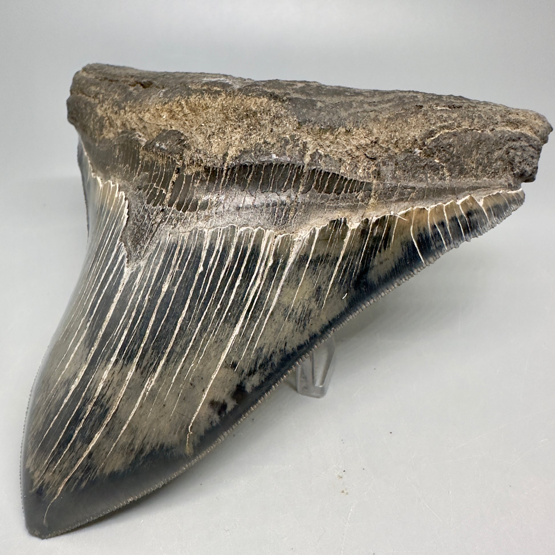 Colorful, sharply serrated 5.23" Fossil Megalodon Shark Tooth from South Carolina CM5037 - Front Right
