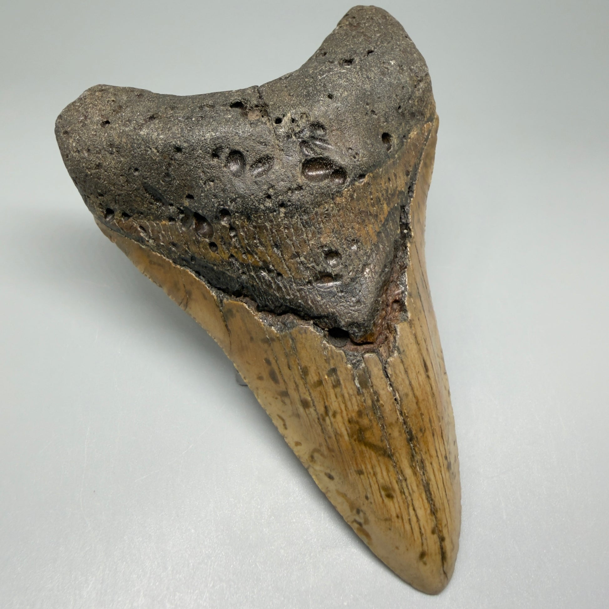Front Left View Colorful Large Lower 5.02" Fossil Megalodon Tooth - Wilmington North Carolina CM5477 