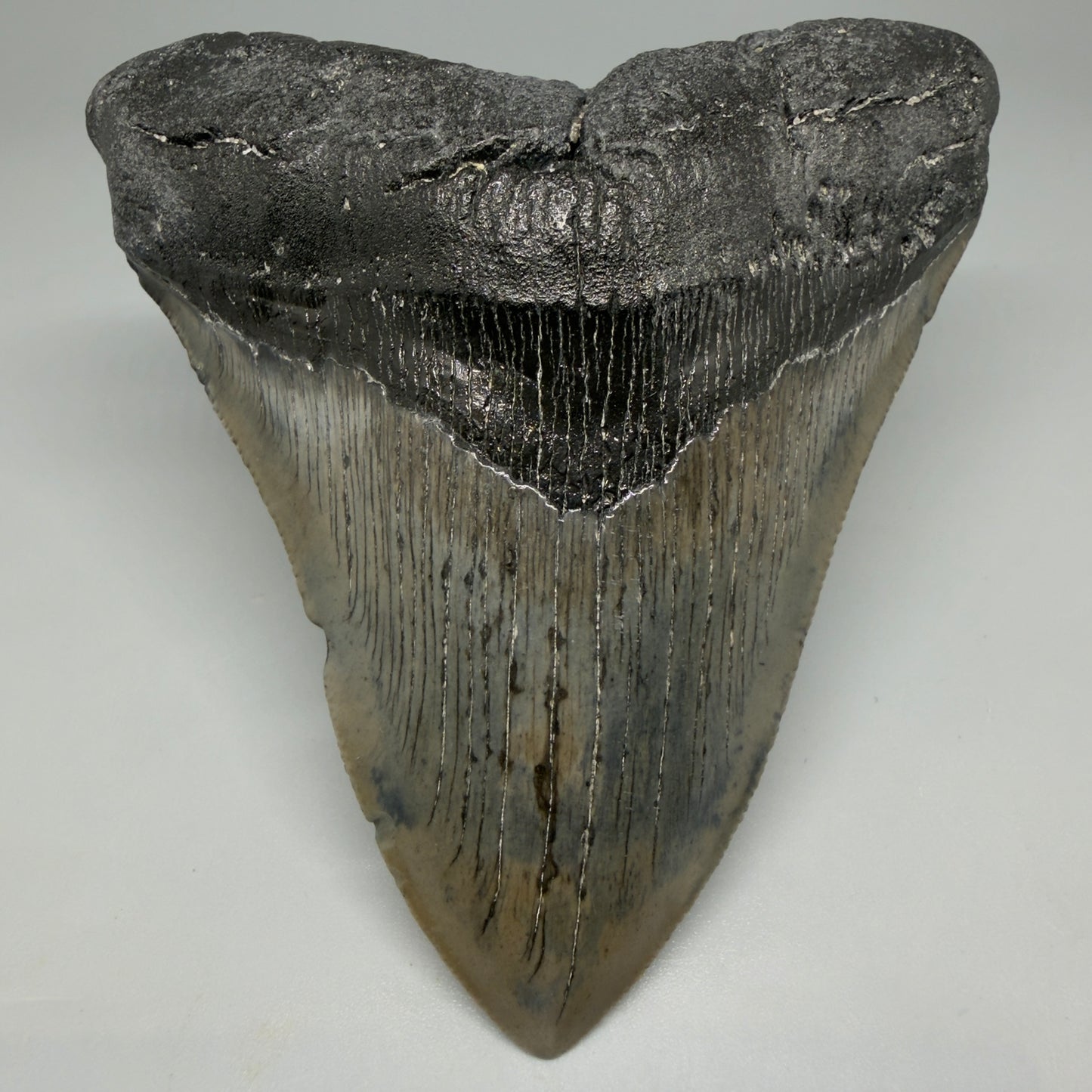 Front View Authentic Serrated 4.57" Megalodon Tooth from South Carolina – Great Shape CM6421 - 1