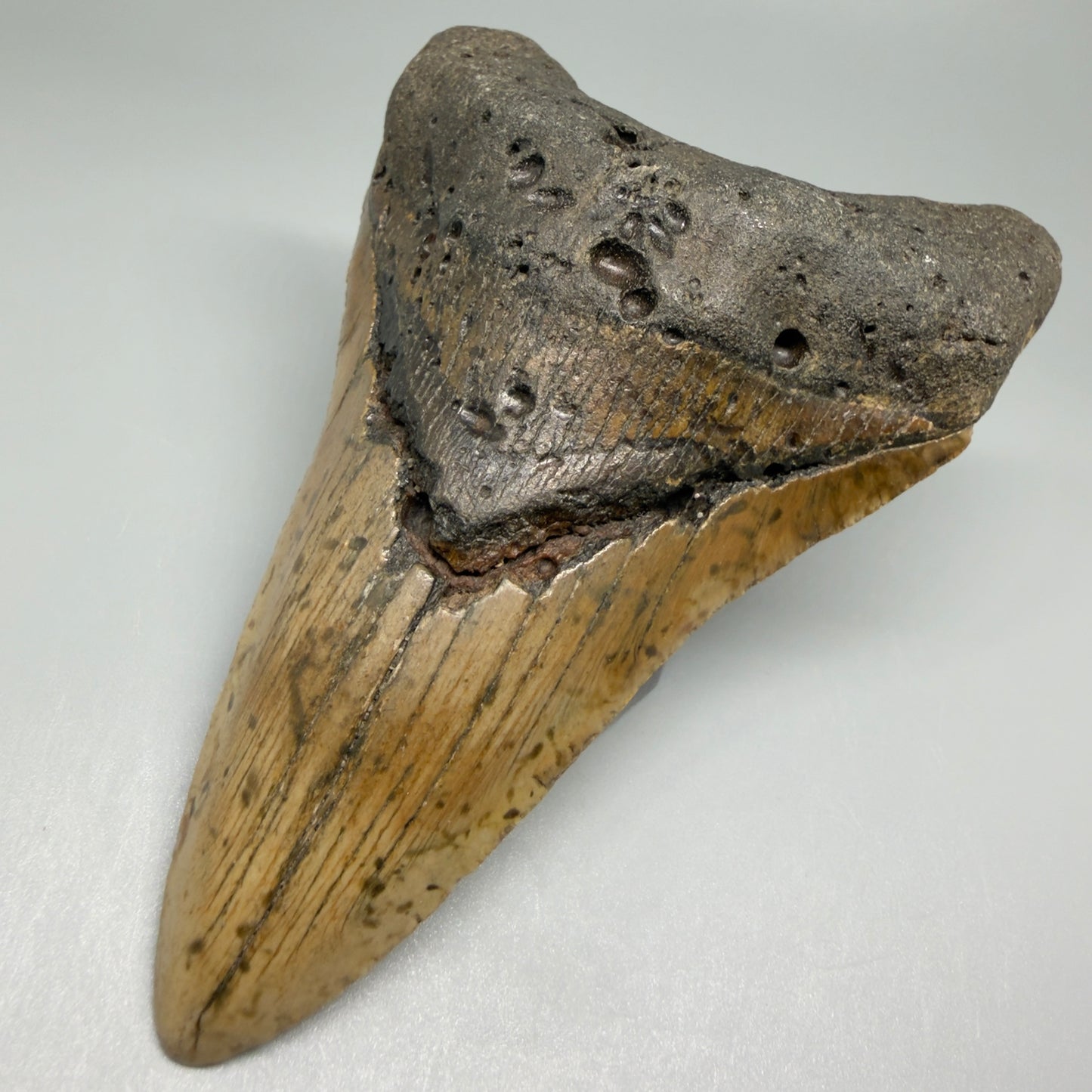 Front Right View Colorful Large Lower 5.02" Fossil Megalodon Tooth - Wilmington North Carolina CM5477 