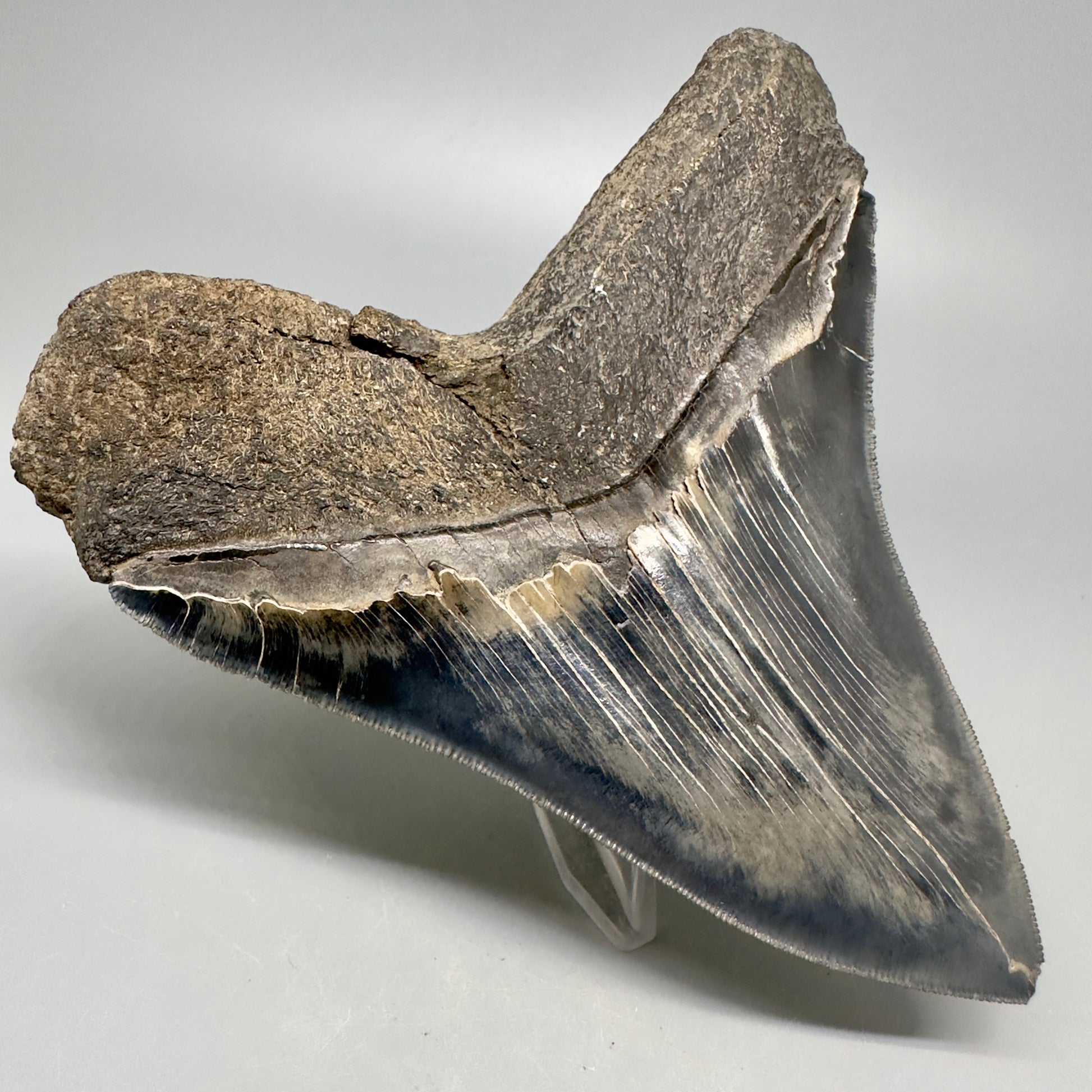 Colorful, sharply serrated 5.23" Fossil Megalodon Shark Tooth from South Carolina CM5037 - Back left