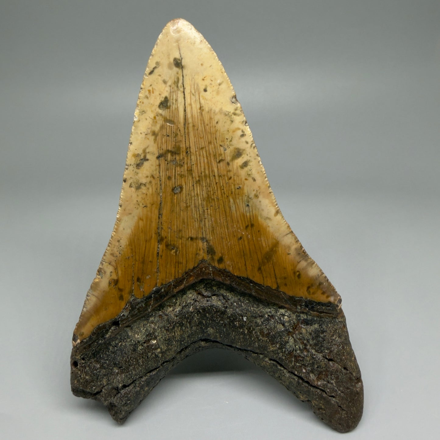 Back View Colorful Large Lower 5.02" Fossil Megalodon Tooth - Wilmington North Carolina CM5477 