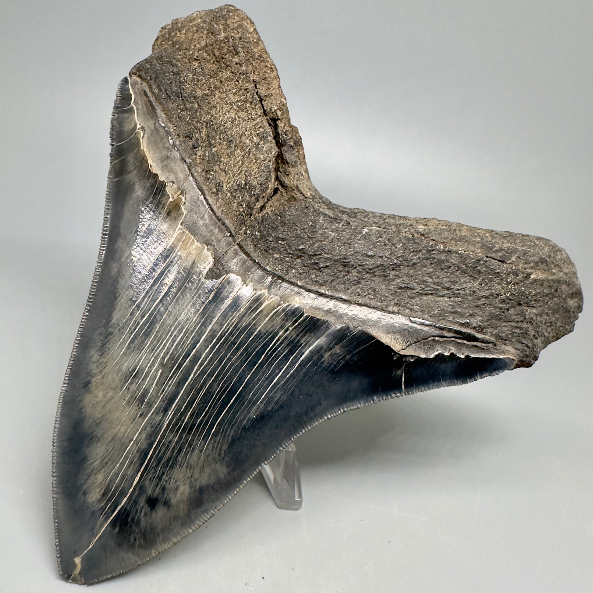 Colorful, sharply serrated 5.23" Fossil Megalodon Shark Tooth from South Carolina CM5037 - Back Right
