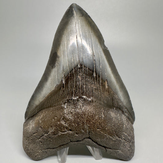 Gorgeous prints and colors 5.31" Fossil Megalodon Shark Tooth - Southeast, USA CM5035 - Front