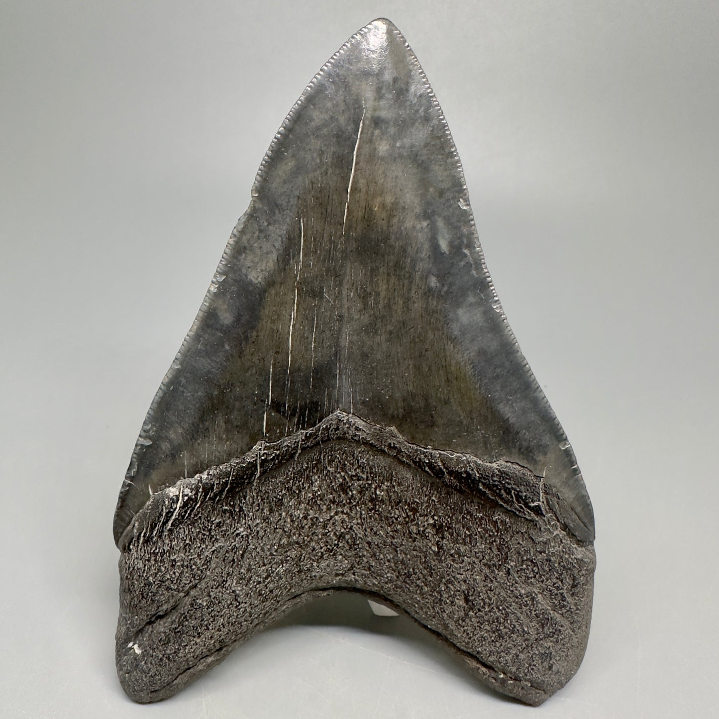 Gorgeous prints and colors 5.31" Fossil Megalodon Shark Tooth - Southeast, USA CM5035 - Back 