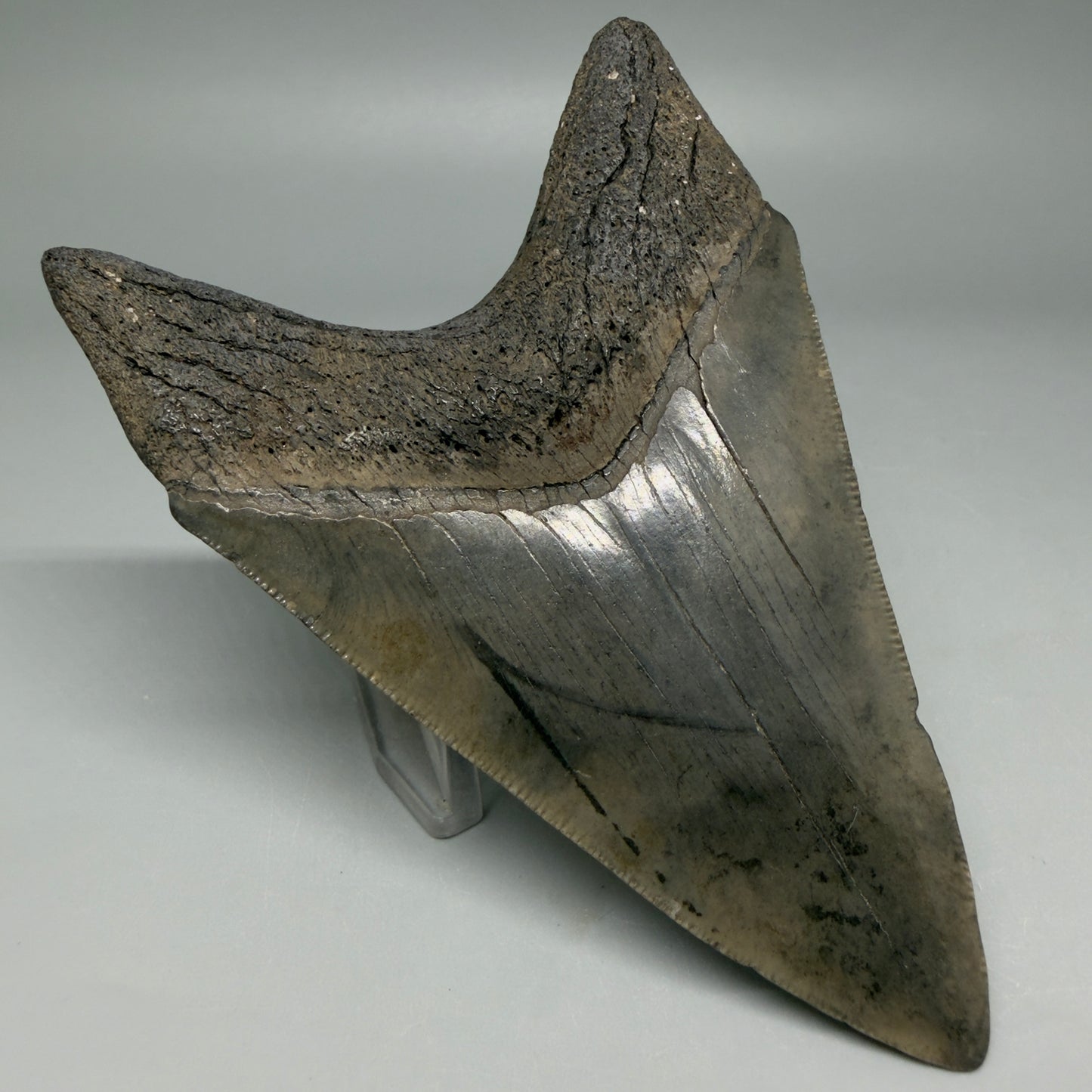 Back Left View Nice Looking, colorful lower 4.33" Megalodon Tooth from South Carolina CM6419