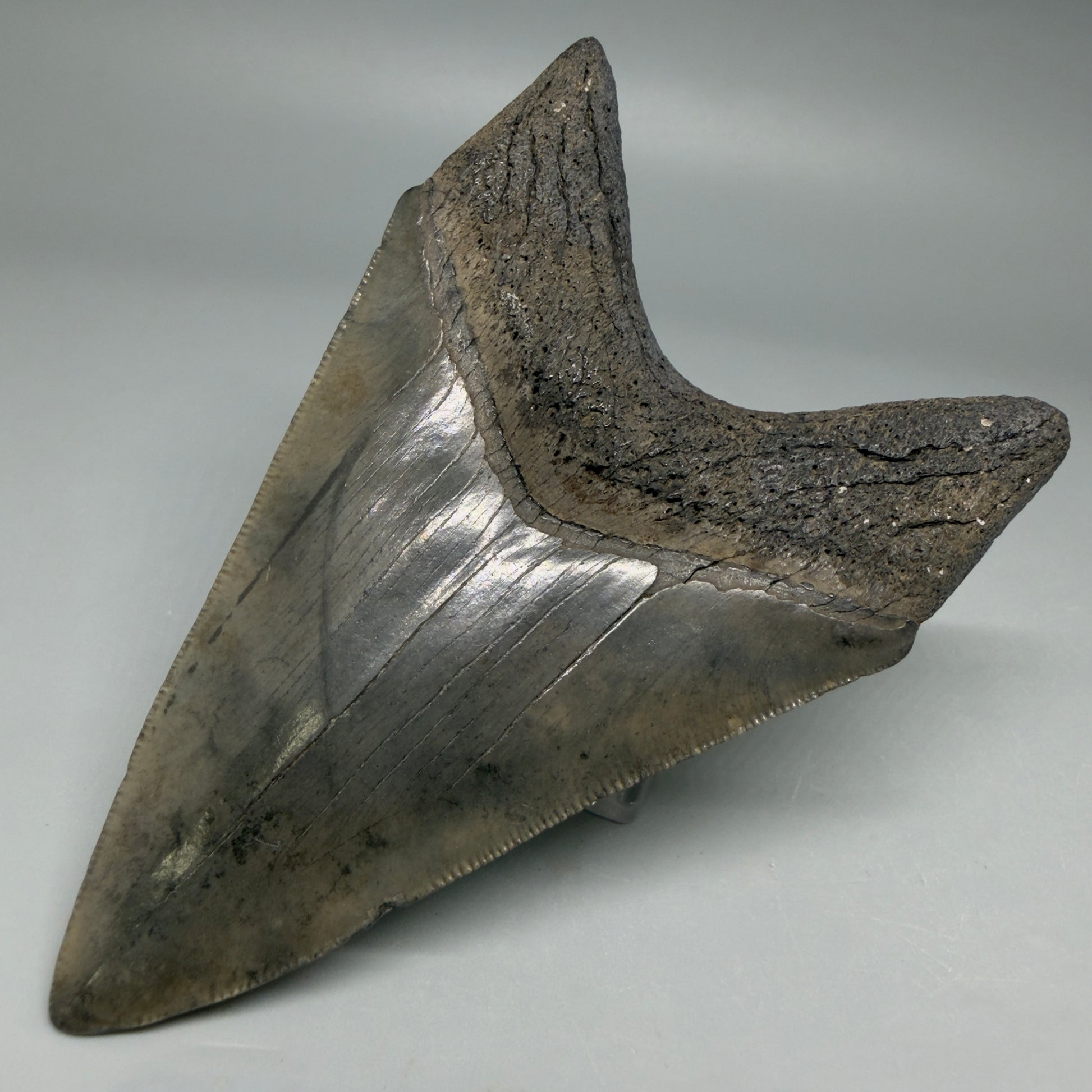 Back Right View Nice Looking, colorful lower 4.33" Megalodon Tooth from South Carolina CM6419