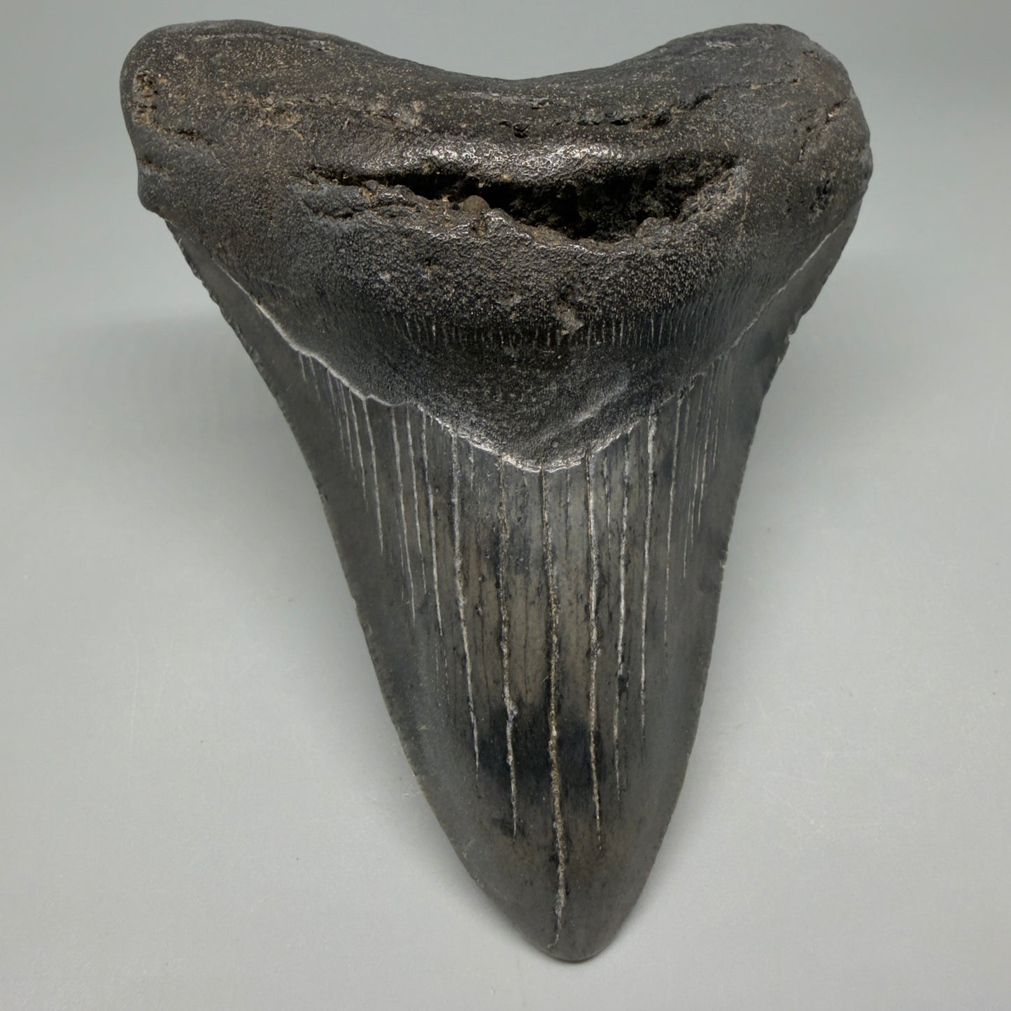 Front View Nice Looking, colorful 4.33" Megalodon Tooth from South Carolina CM6420 - 1