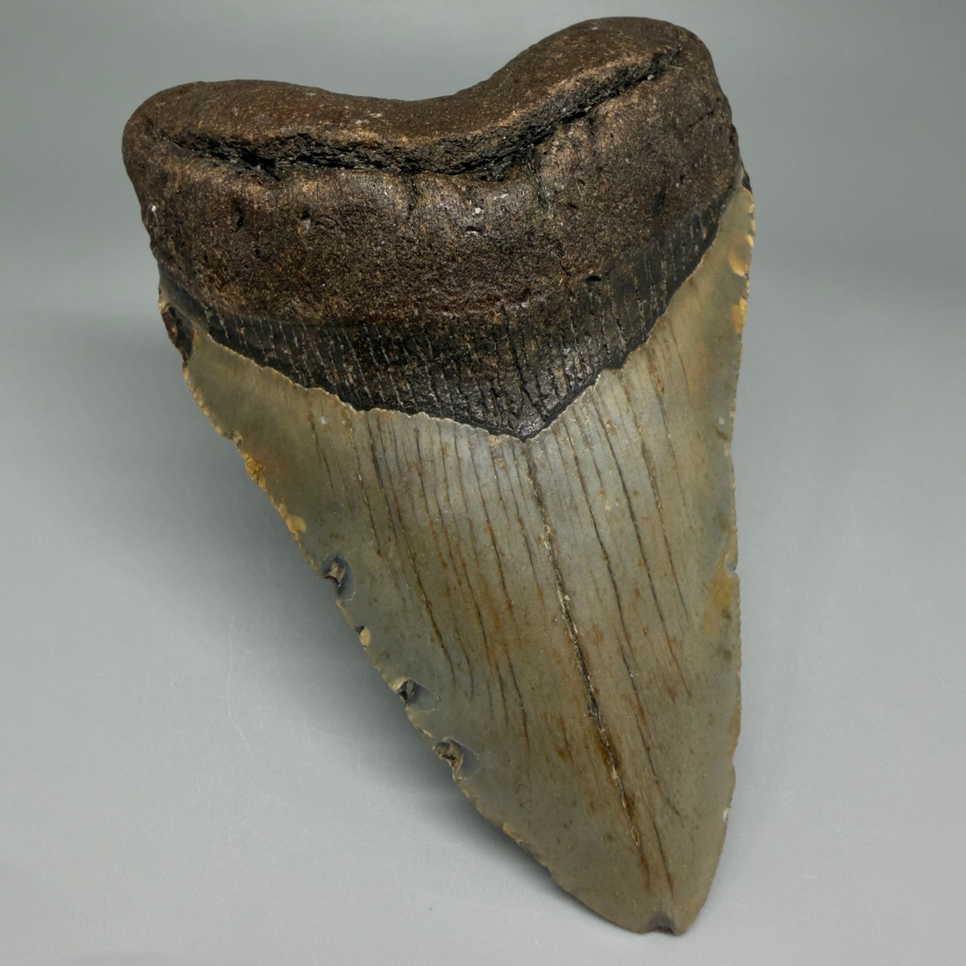 Front Left View Colorful 4.51" Authentic Megalodon Tooth – North Carolina Fossil | Carcharocles megalodon CM5471 