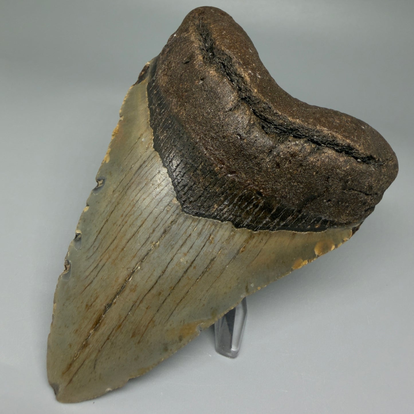 Front Right View Colorful 4.51" Authentic Megalodon Tooth – North Carolina Fossil | Carcharocles megalodon CM5471 