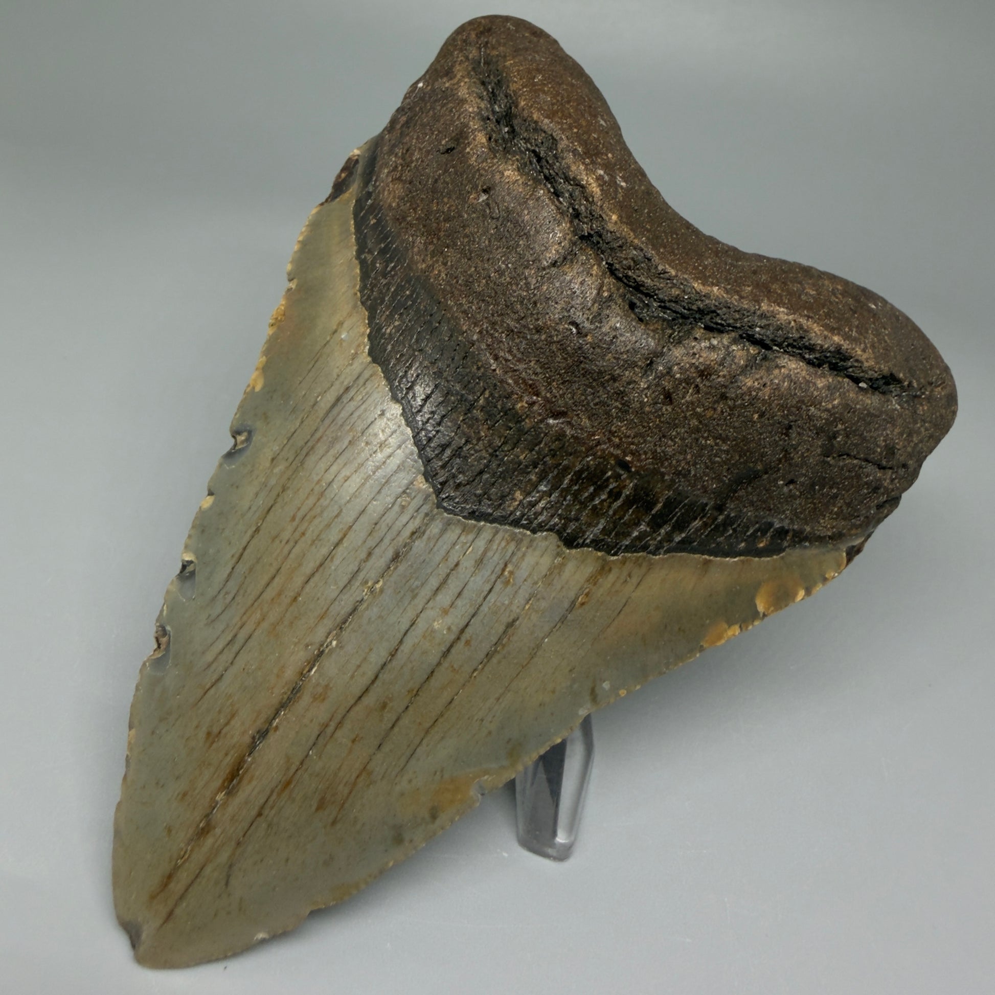Front Right View Colorful 4.51" Authentic Megalodon Tooth – North Carolina Fossil | Carcharocles megalodon CM5471 