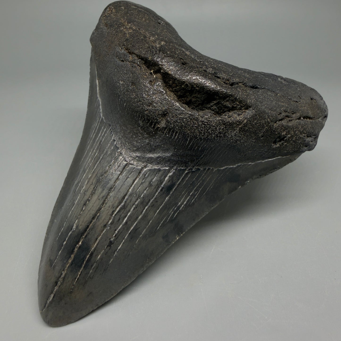 Front Right View Nice Looking, colorful 4.33" Megalodon Tooth from South Carolina CM6420
