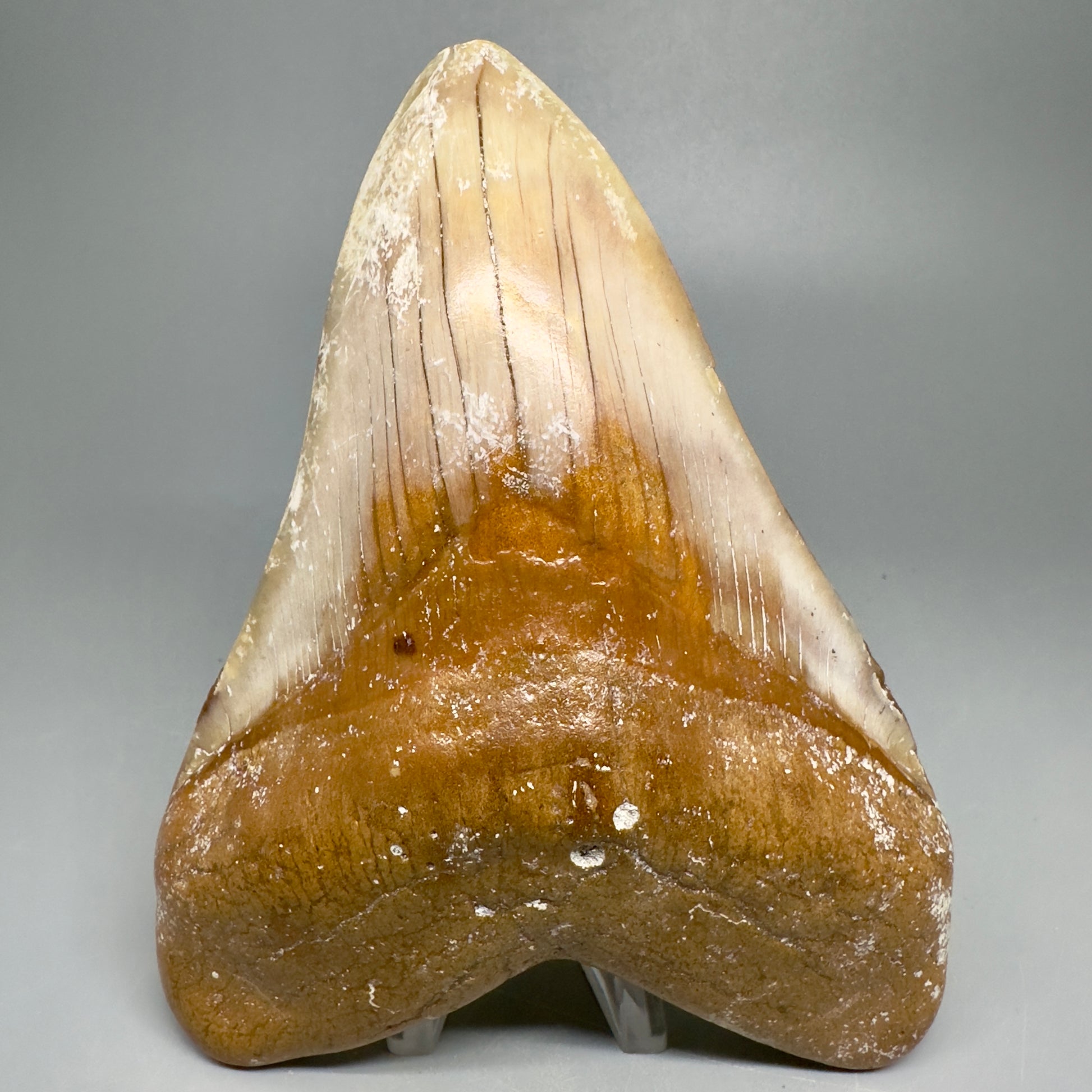 Colorful Large 5.45" Fossil Megalodon Shark Tooth - Baja, California CM5039 - Front