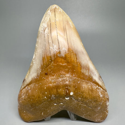 Colorful Large 5.45" Fossil Megalodon Shark Tooth - Baja, California CM5039 - Front